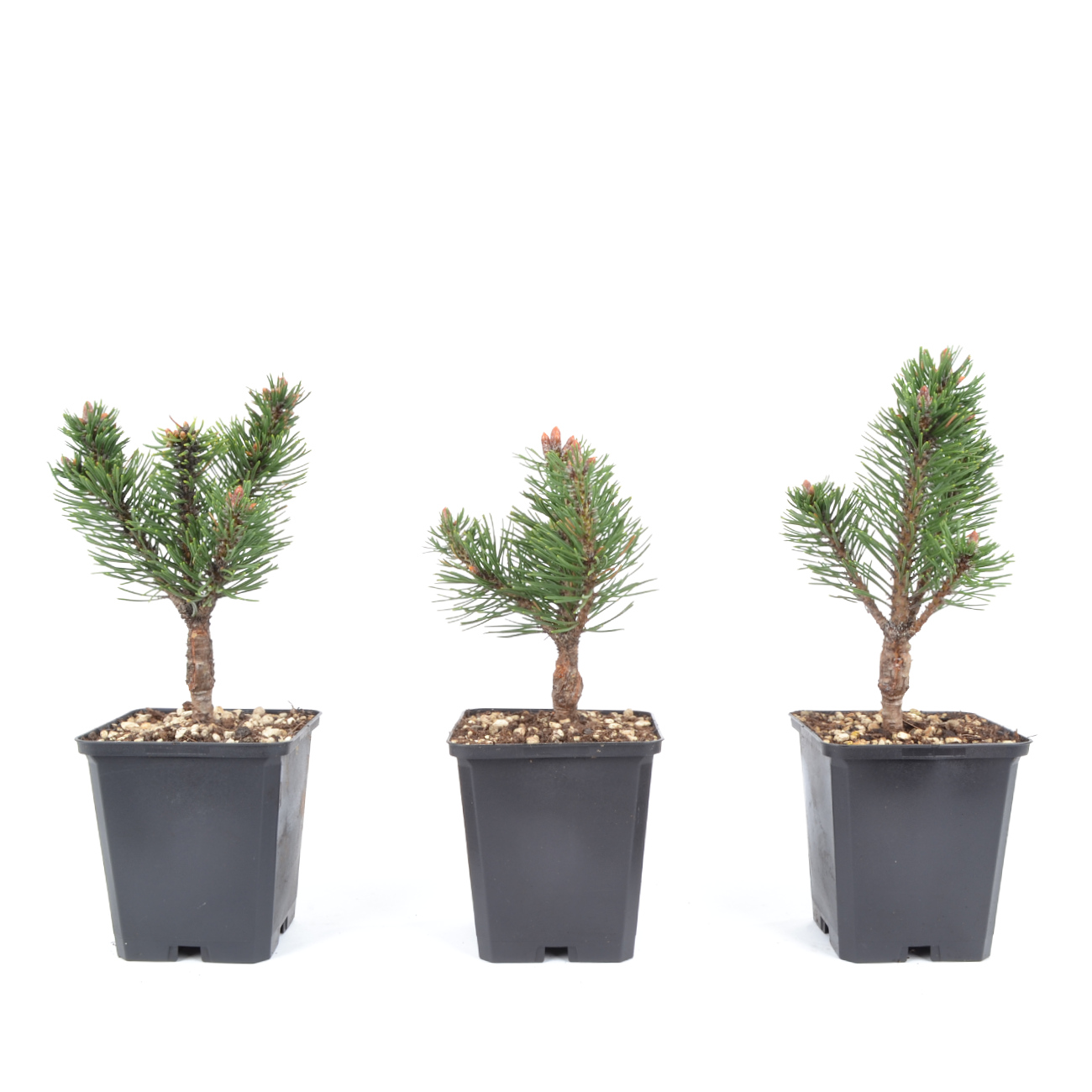 Pinus mugo 'Sherwood Compact'
