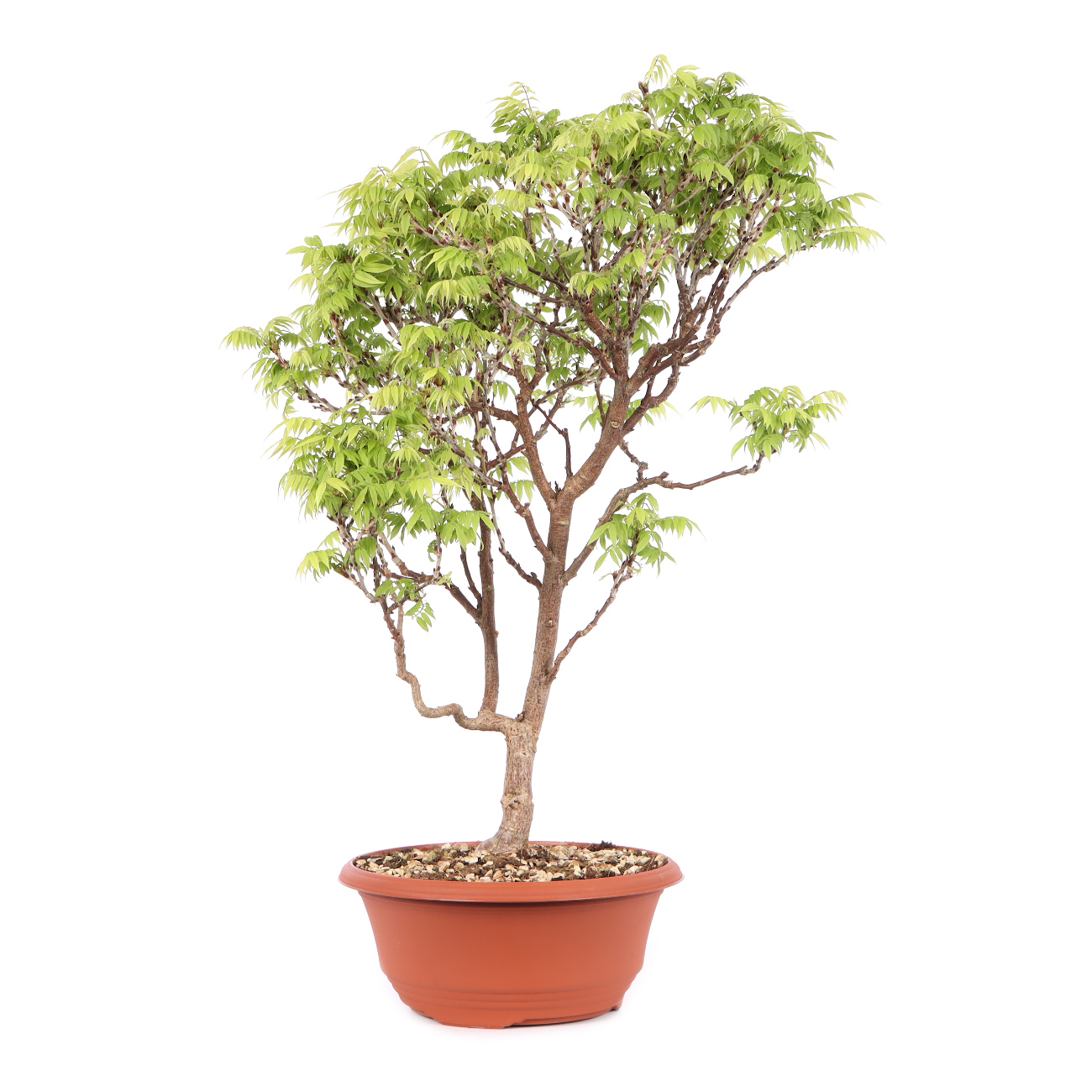 Millettia japonica 'Hime Fuji'