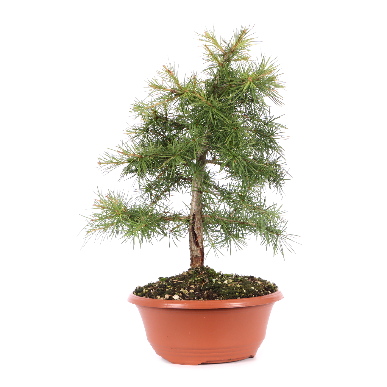 Larix decidua
