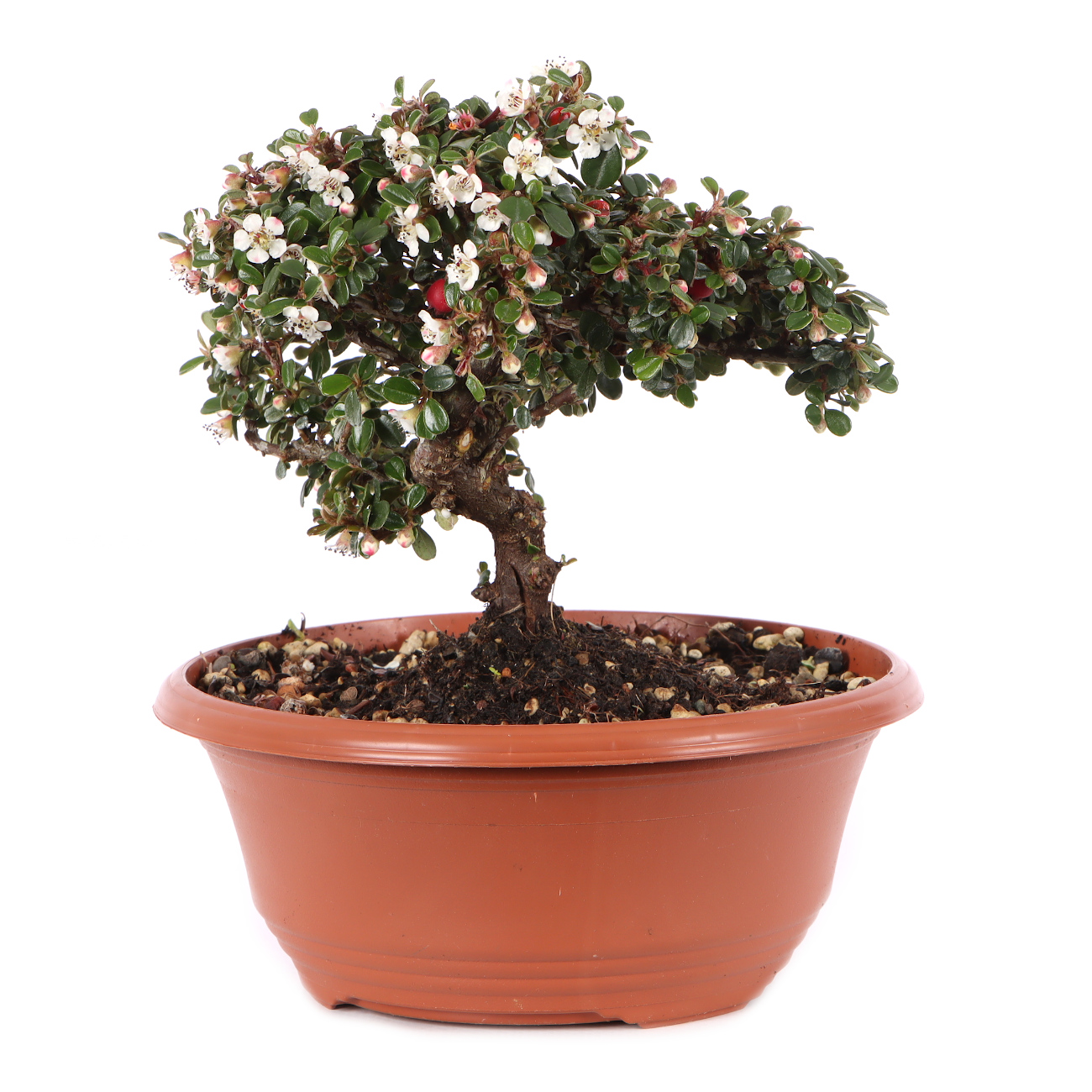 Cotoneaster microphyllus 'Cochleatus'