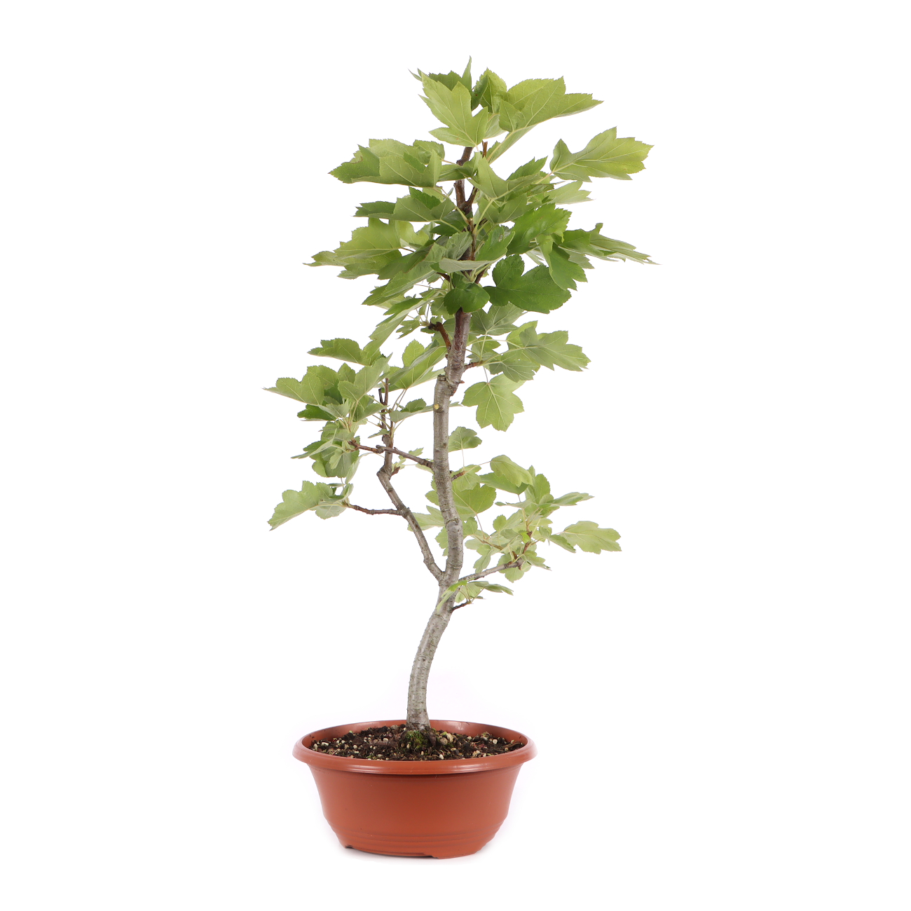 Sorbus torminalis