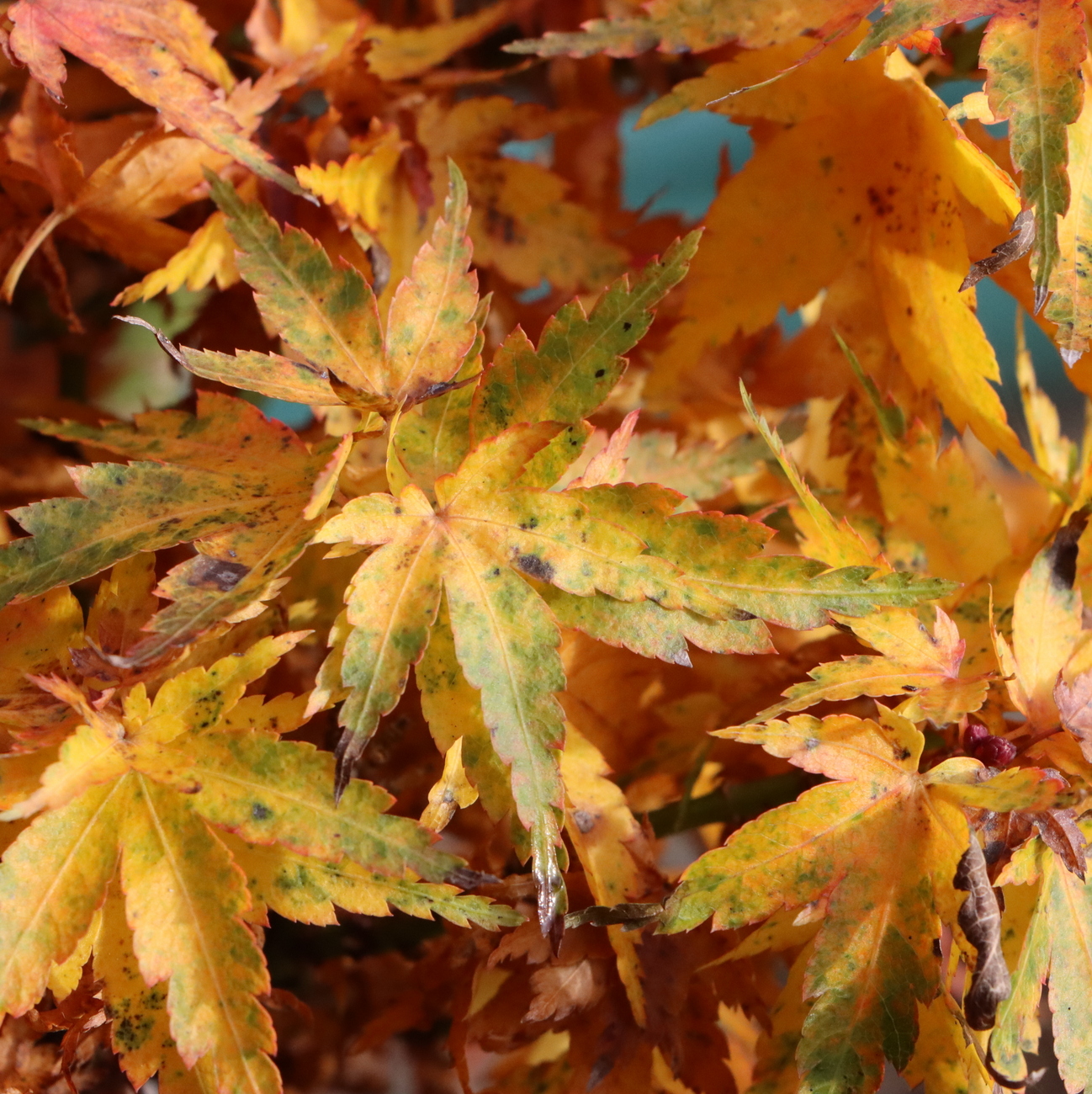 Herbstlaub