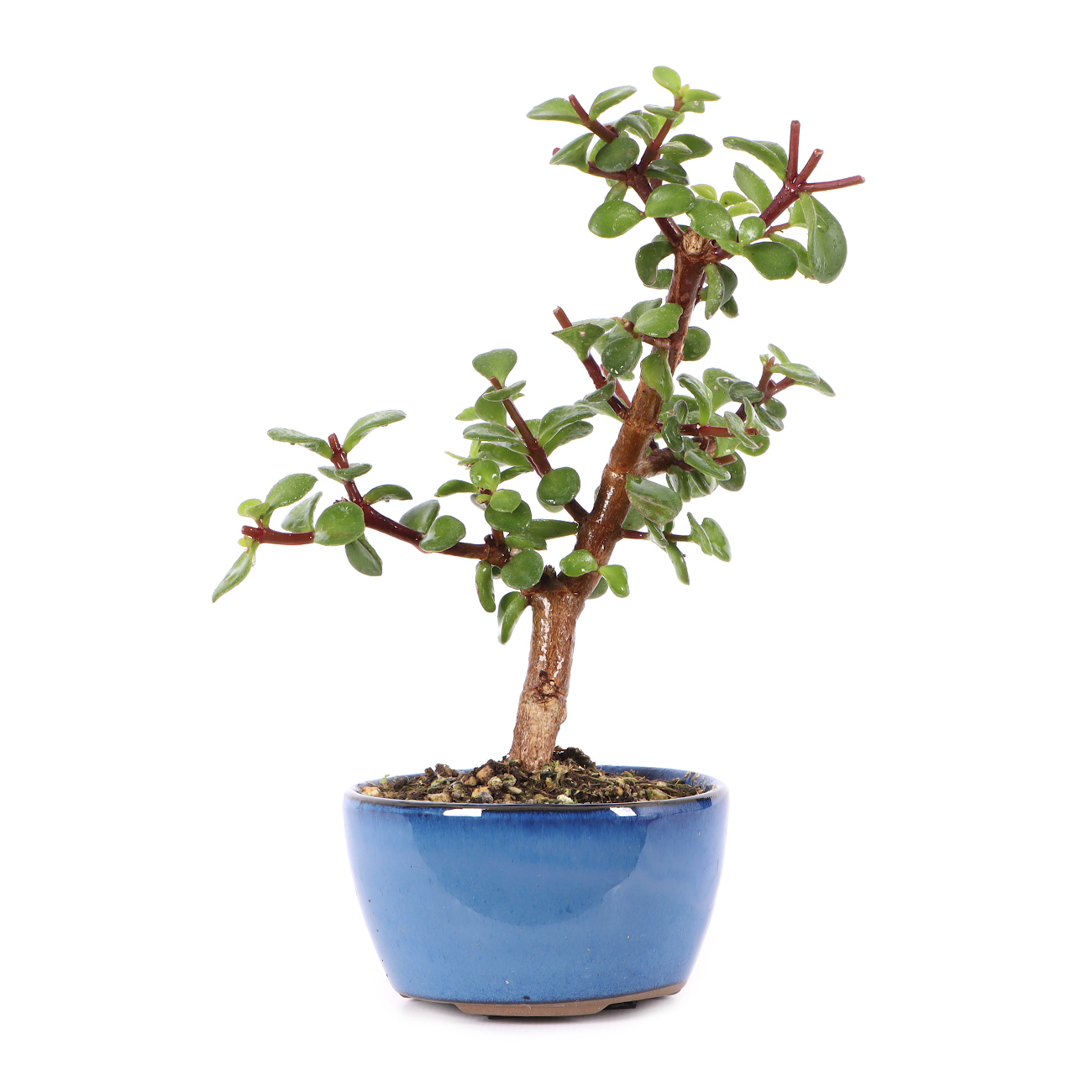Portulacaria afra