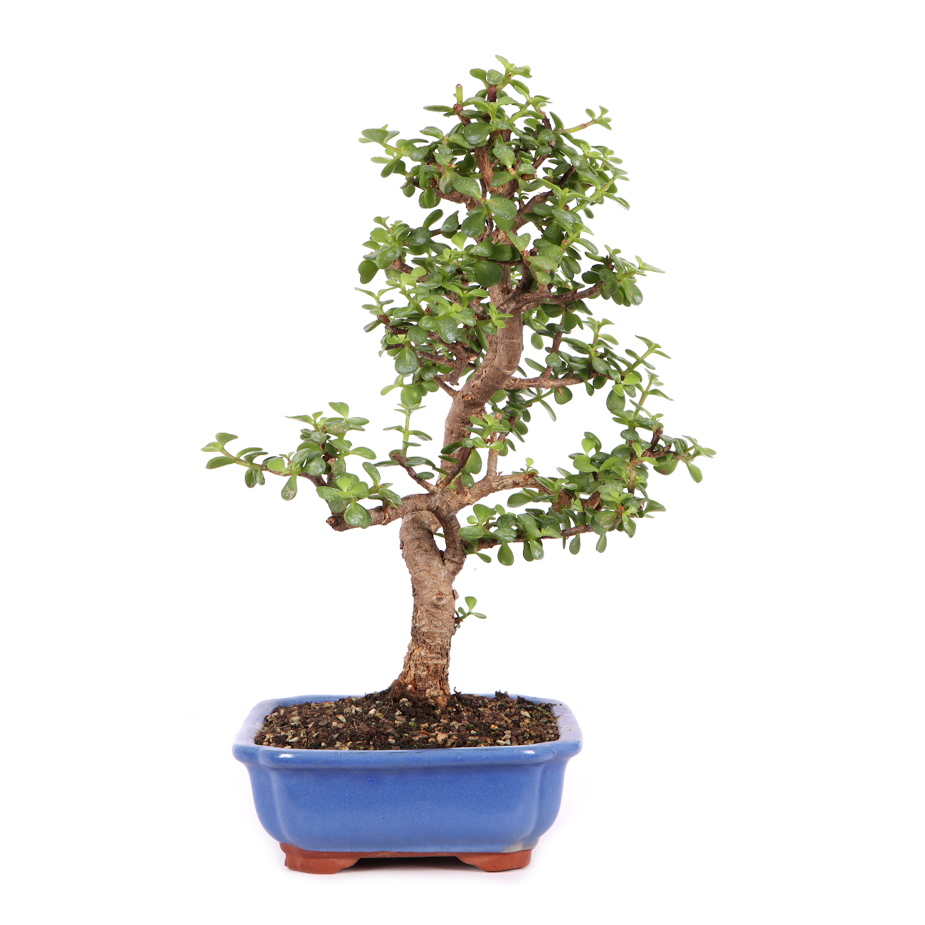 Portulacaria afra