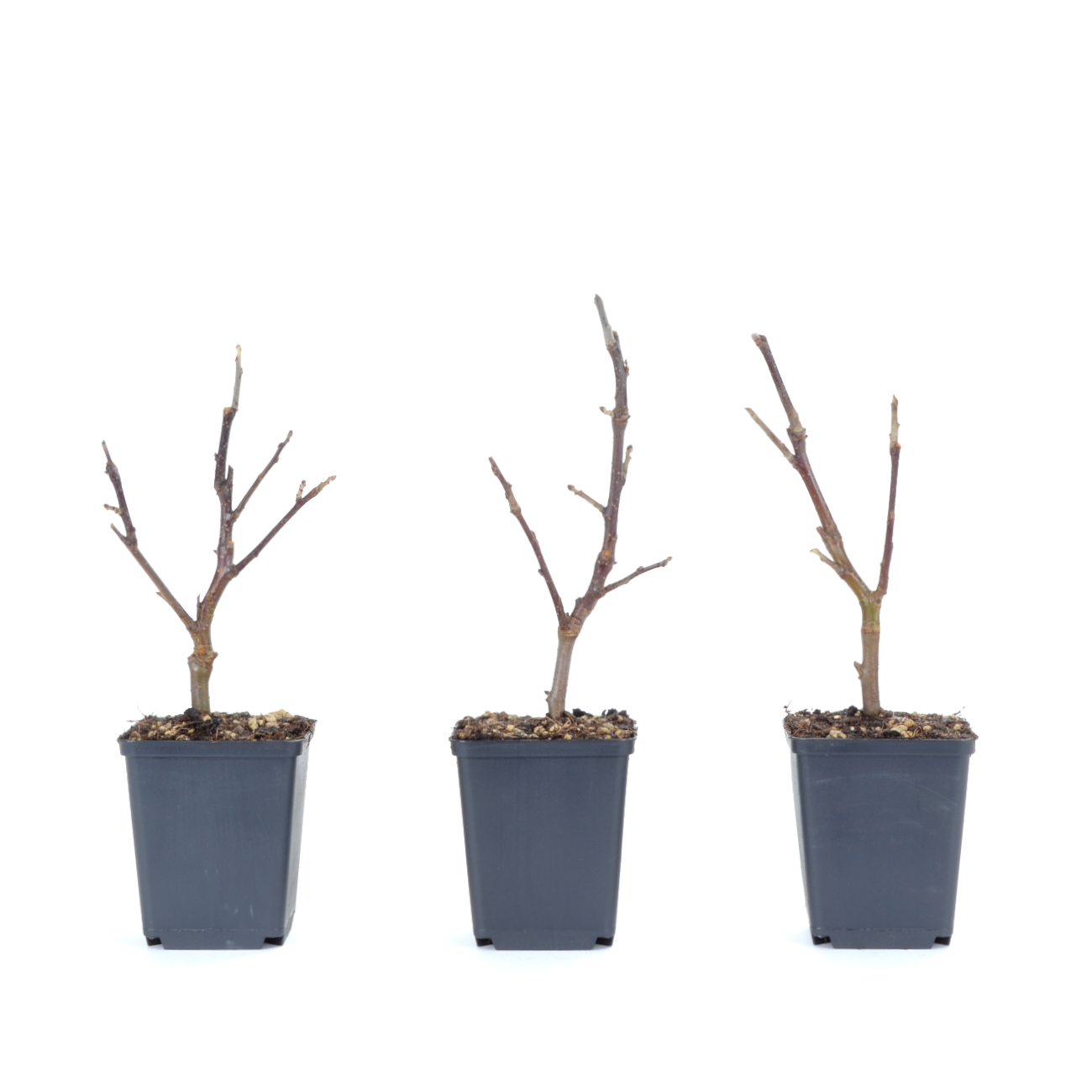 Malus species