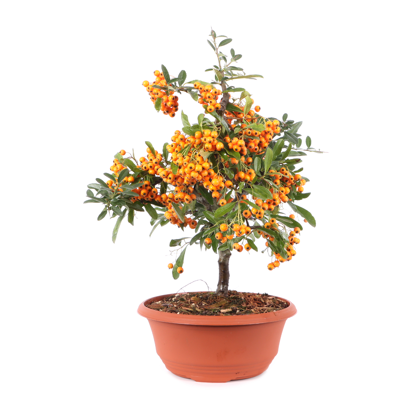Pyracantha coccinea 'Orange Glow'