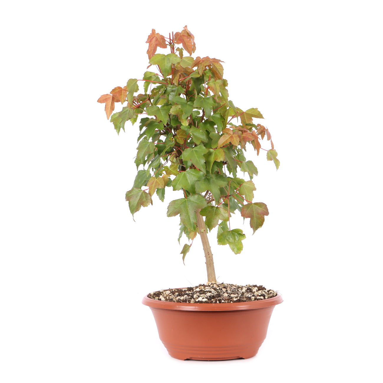 Acer buergerianum