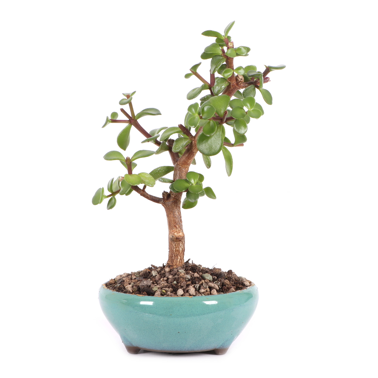 Portulacaria afra