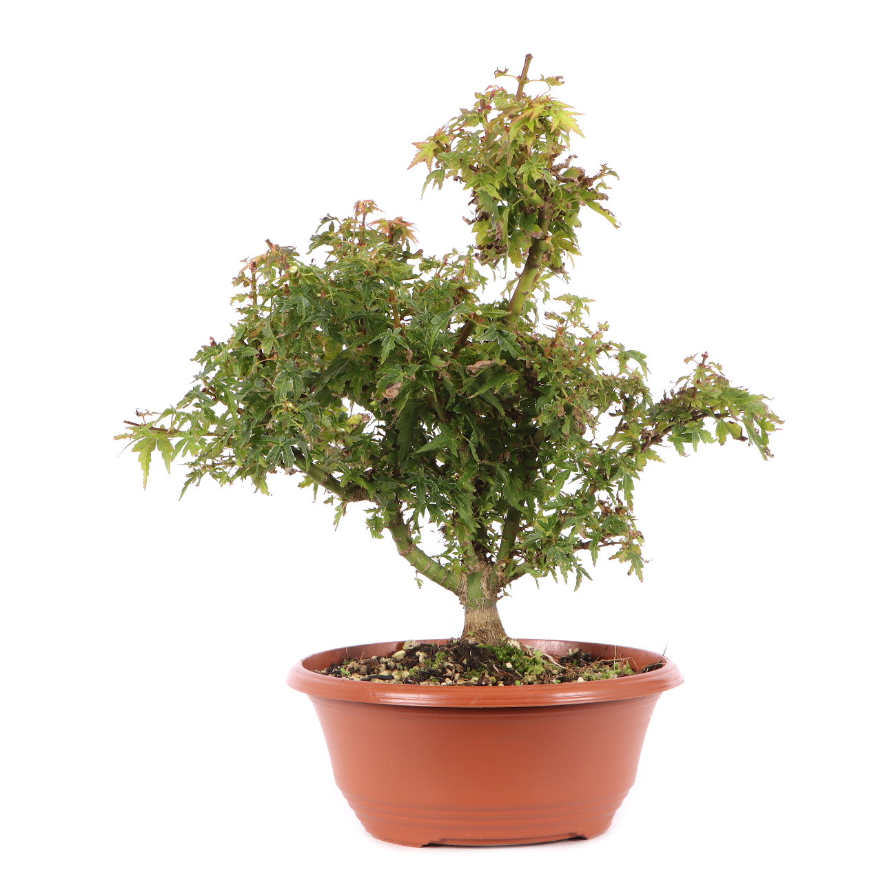 Acer palmatum 'Kotohime'