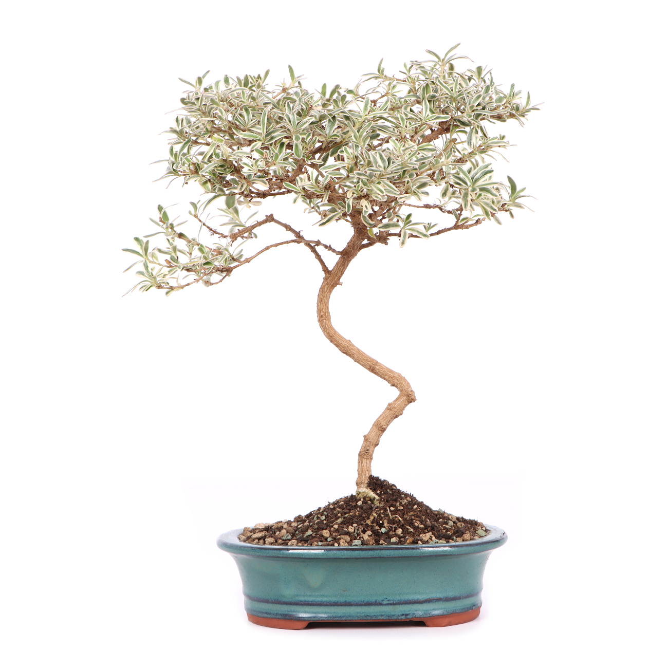 Coprosma x kirkii 'Variegata'