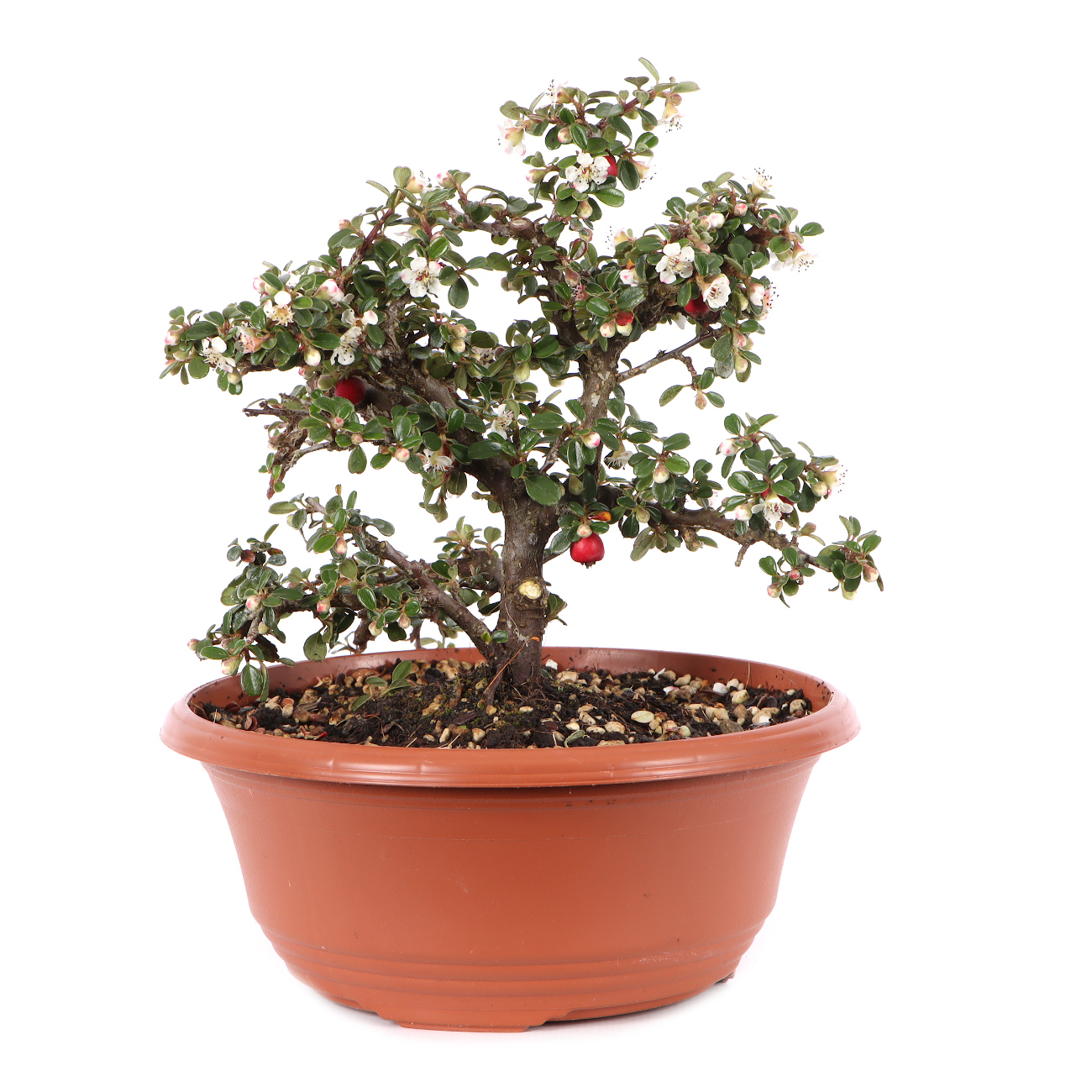 Cotoneaster microphyllus 'Cochleatus'
