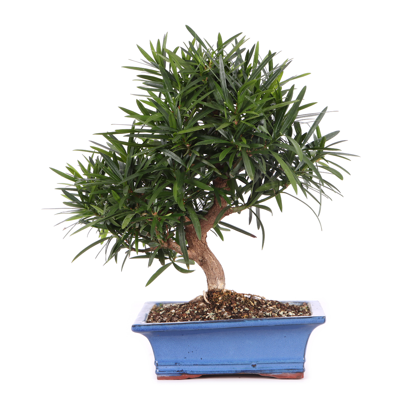 Podocarpus macrophyllus