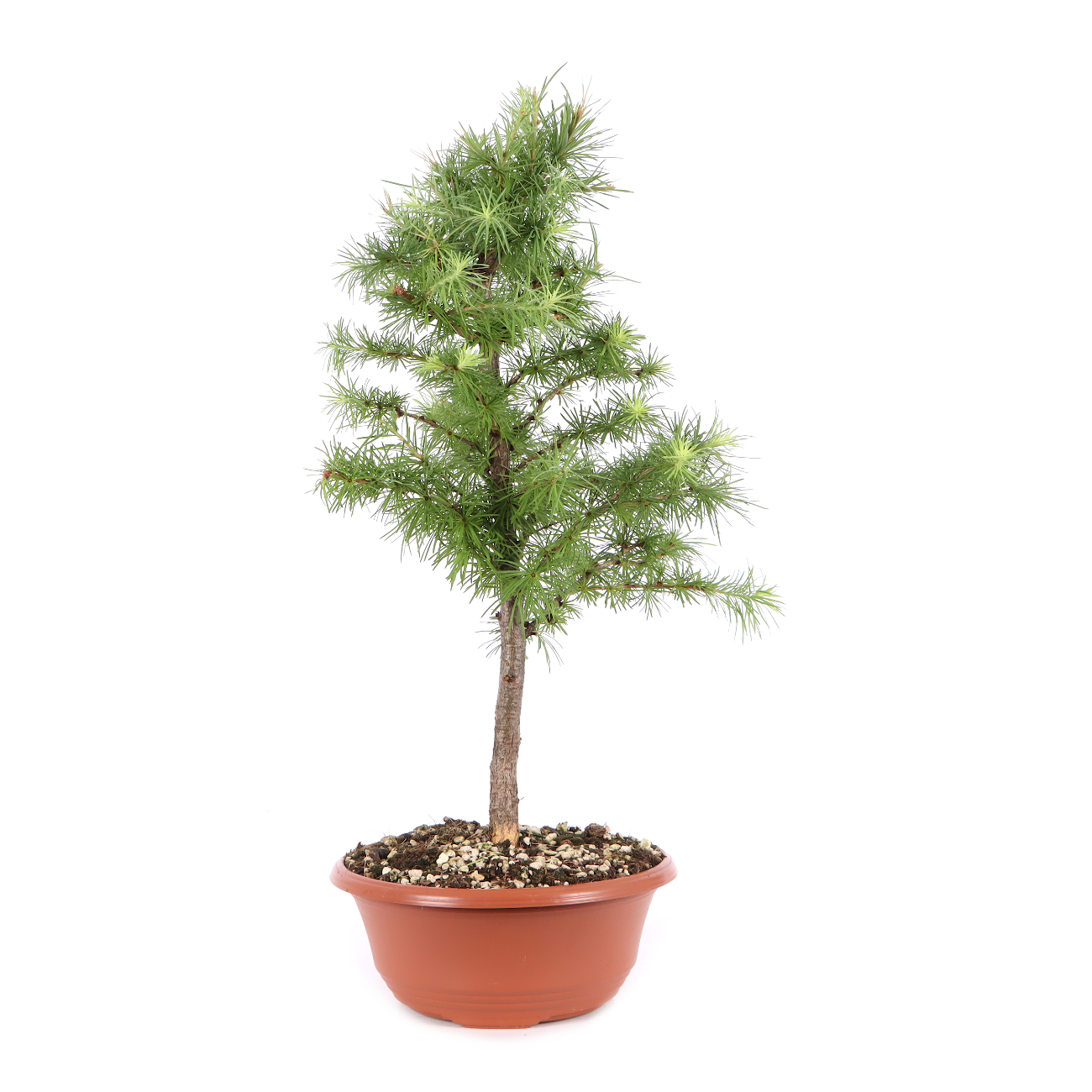 Larix kaempferi