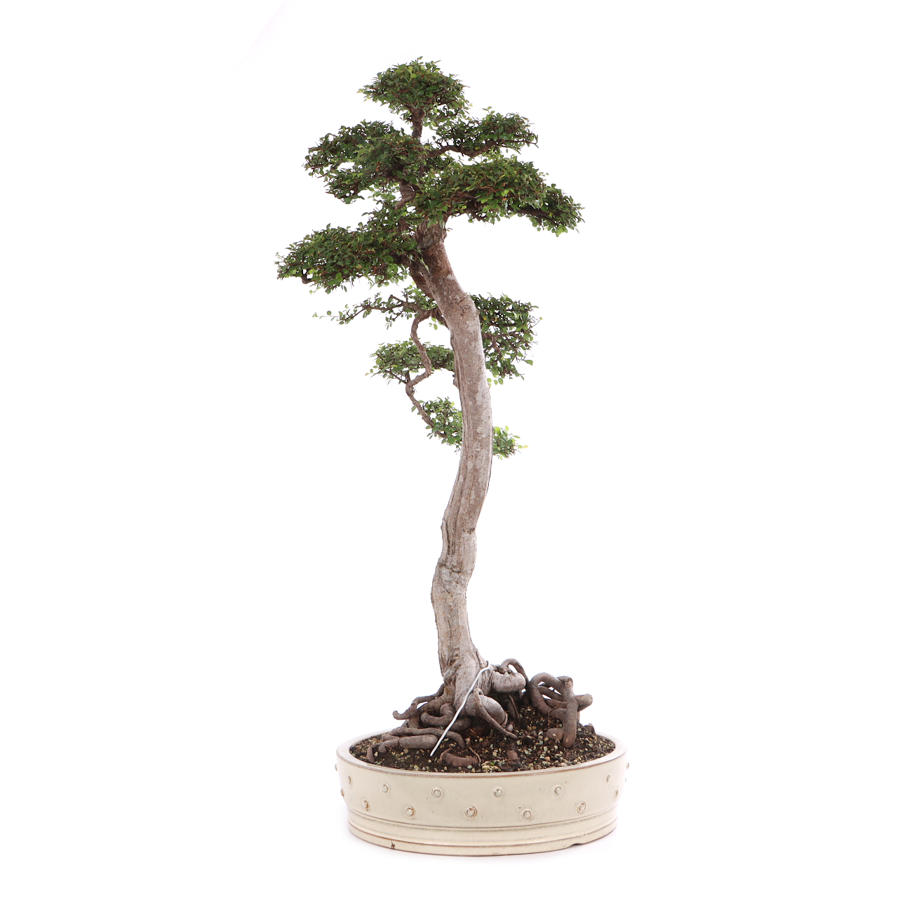 Ulmus parvifolia