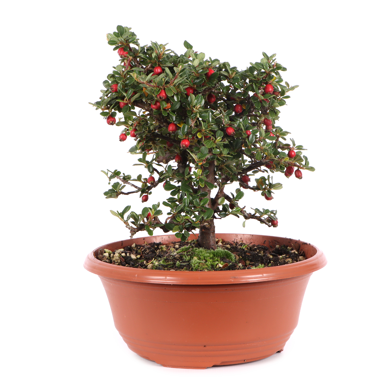 Cotoneaster microphyllus 'Cochleatus'