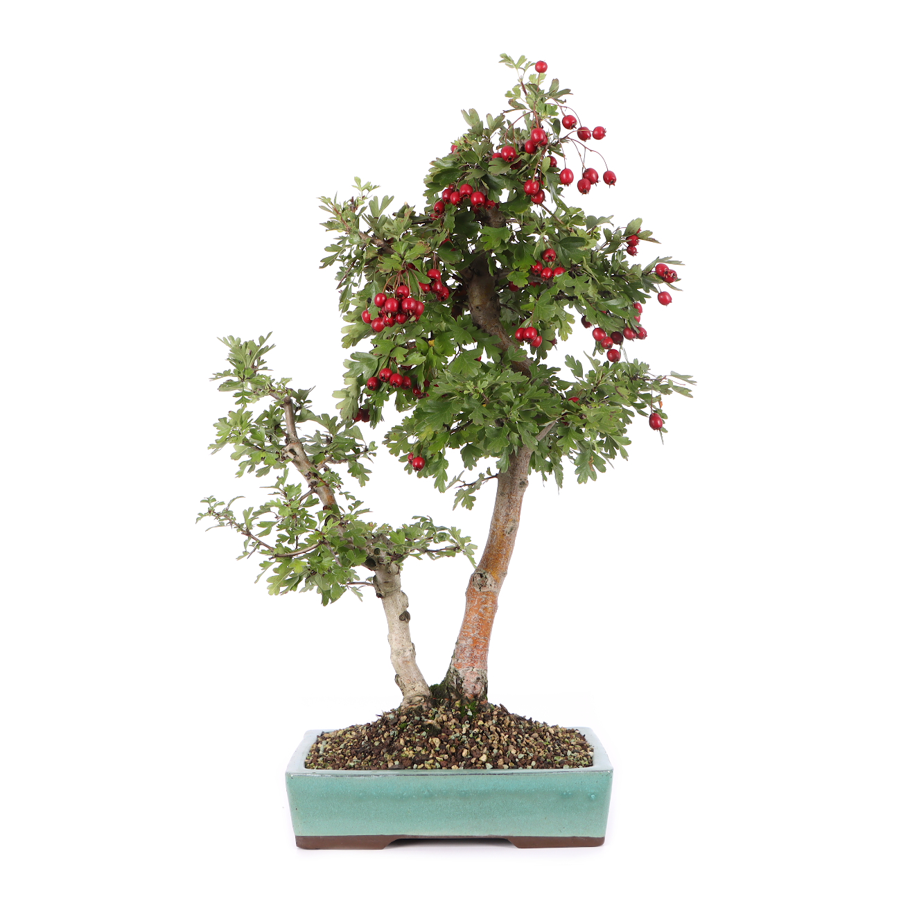 Crataegus monogyna