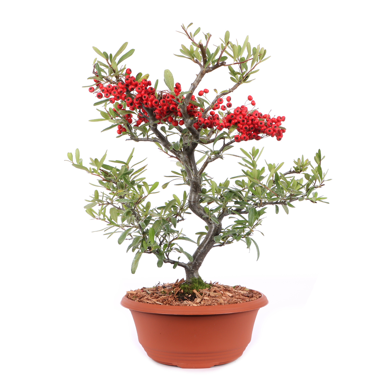 Pyracantha angustifolia