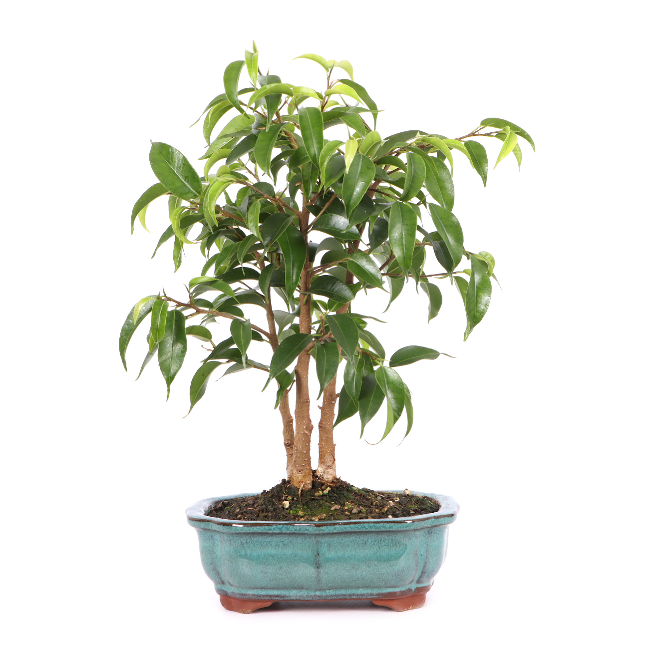 Ficus benjamina 'Natasja'