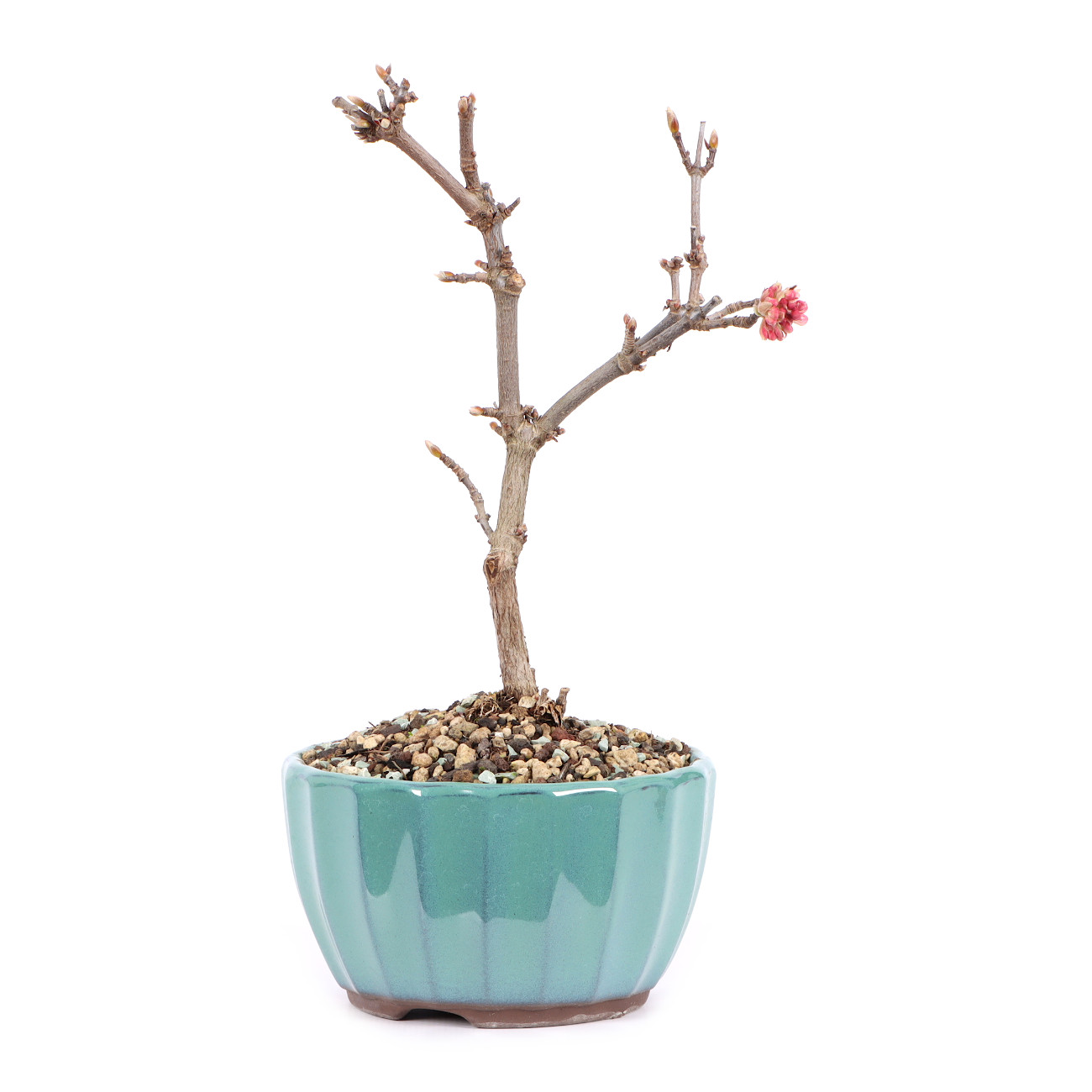 Viburnum x bodnantense 'Dawn'