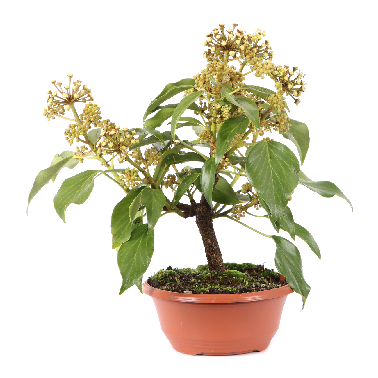 Hedera colchica 'Fall Favourite'