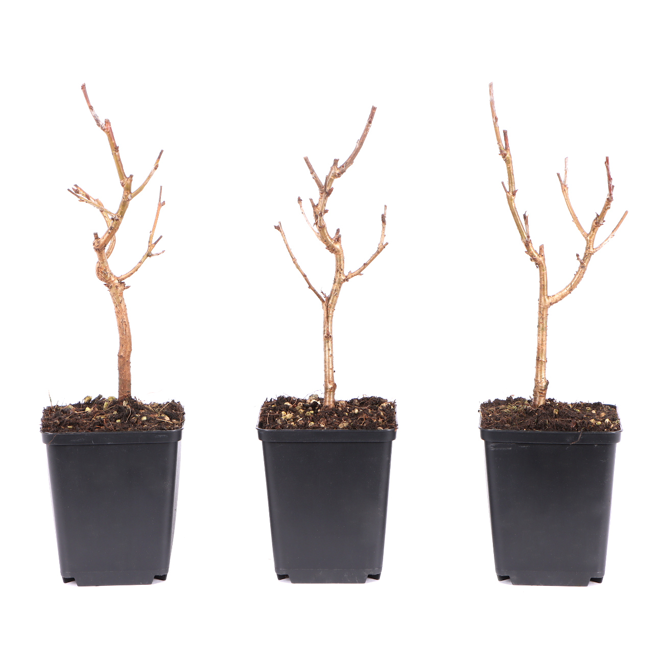Sorbus aucuparia