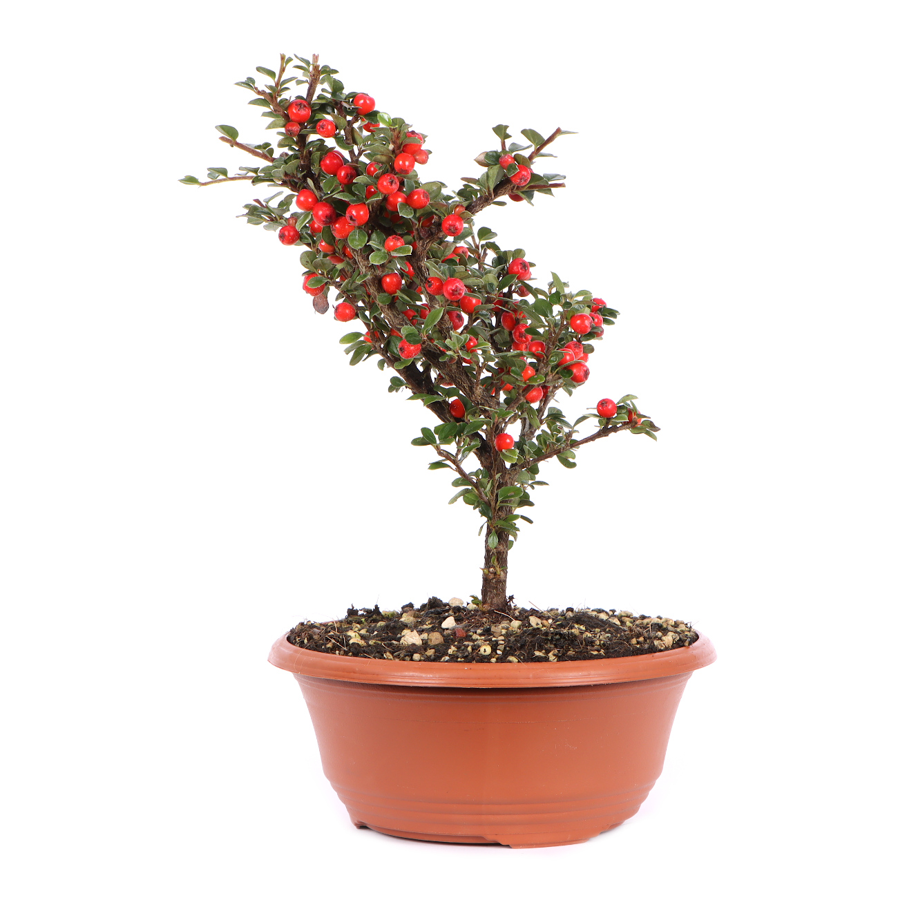 Seitenansicht rechts