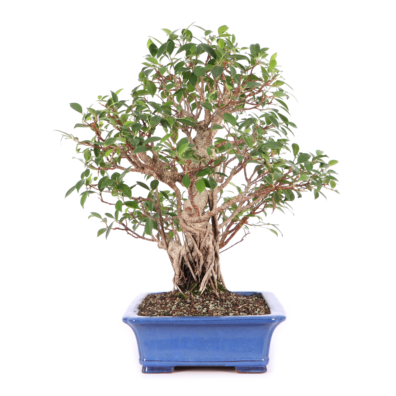 Ficus microcarpa 'Tiger Bark'