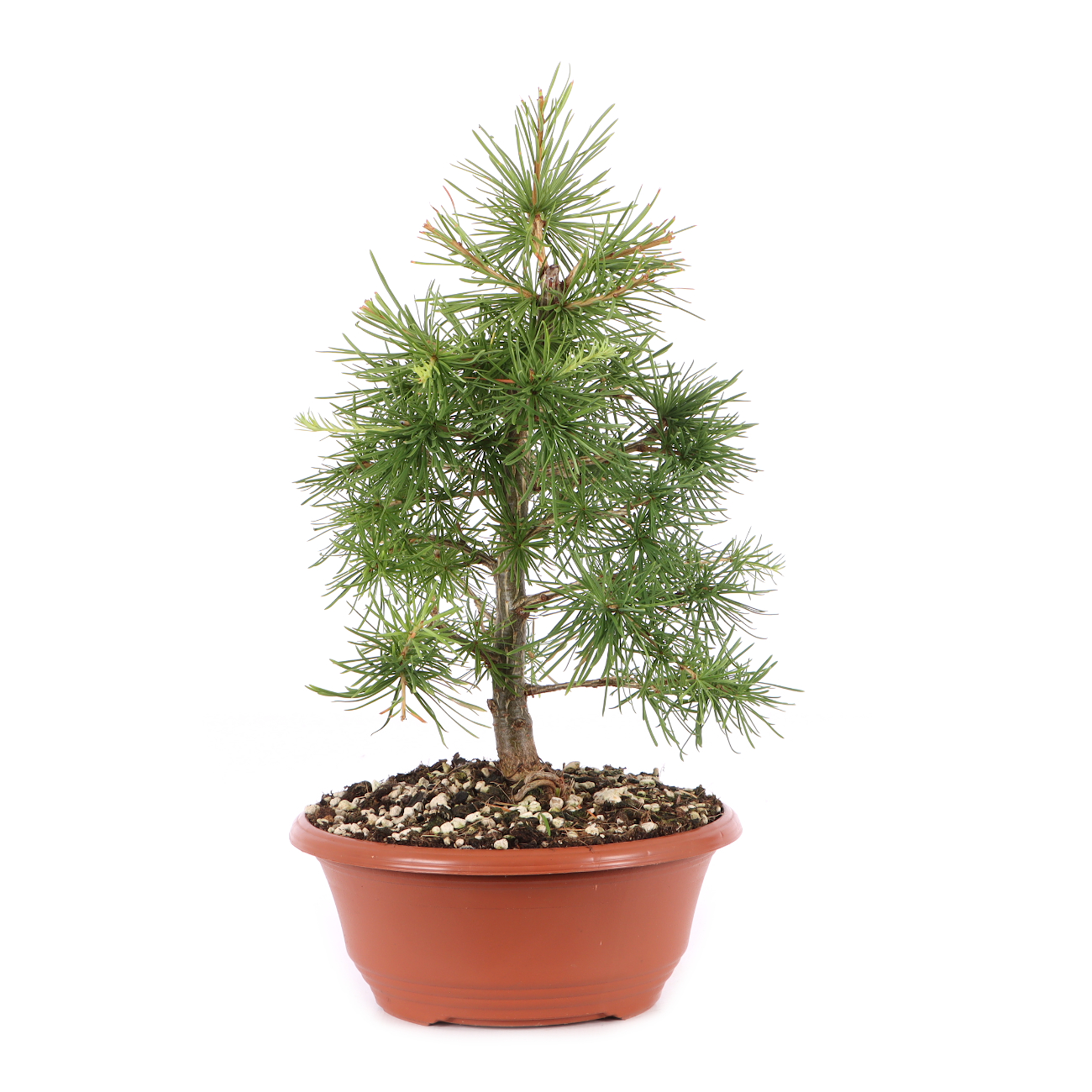 Larix decidua