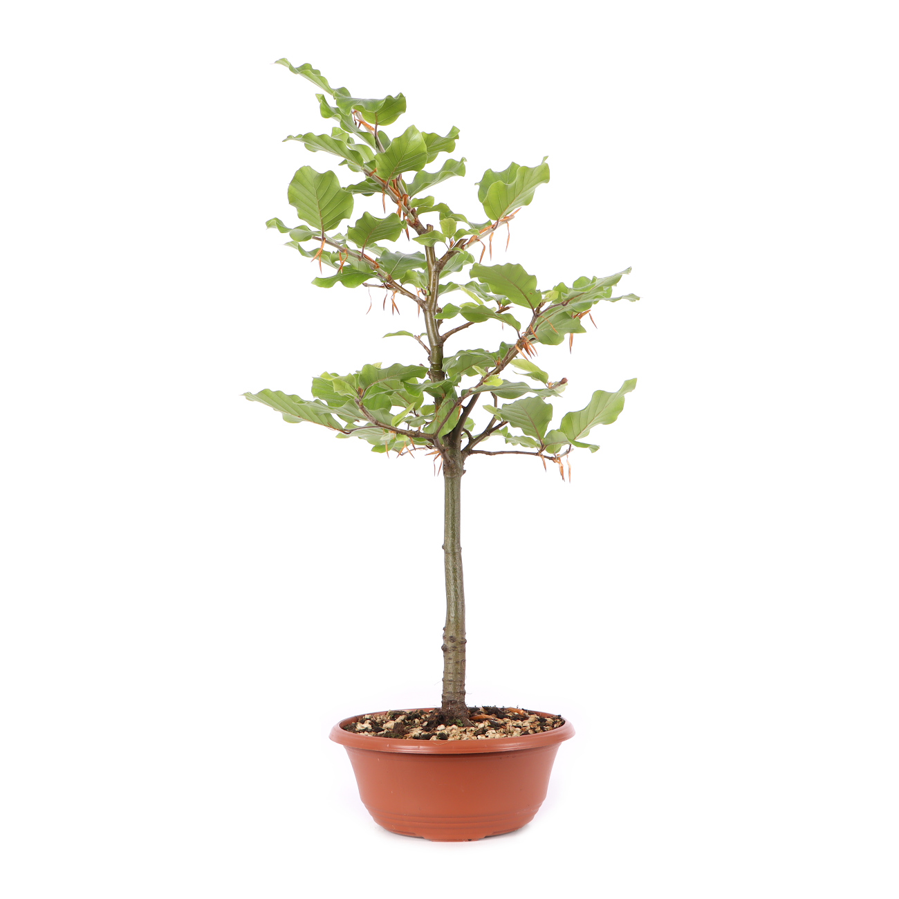 Fagus sylvatica