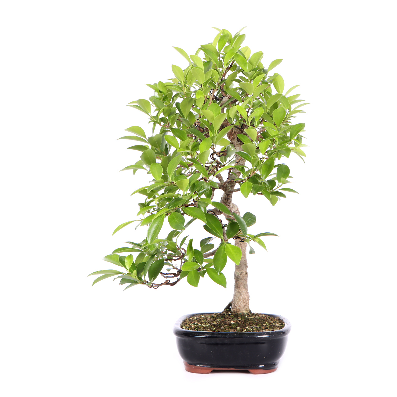 Seitenansicht rechts