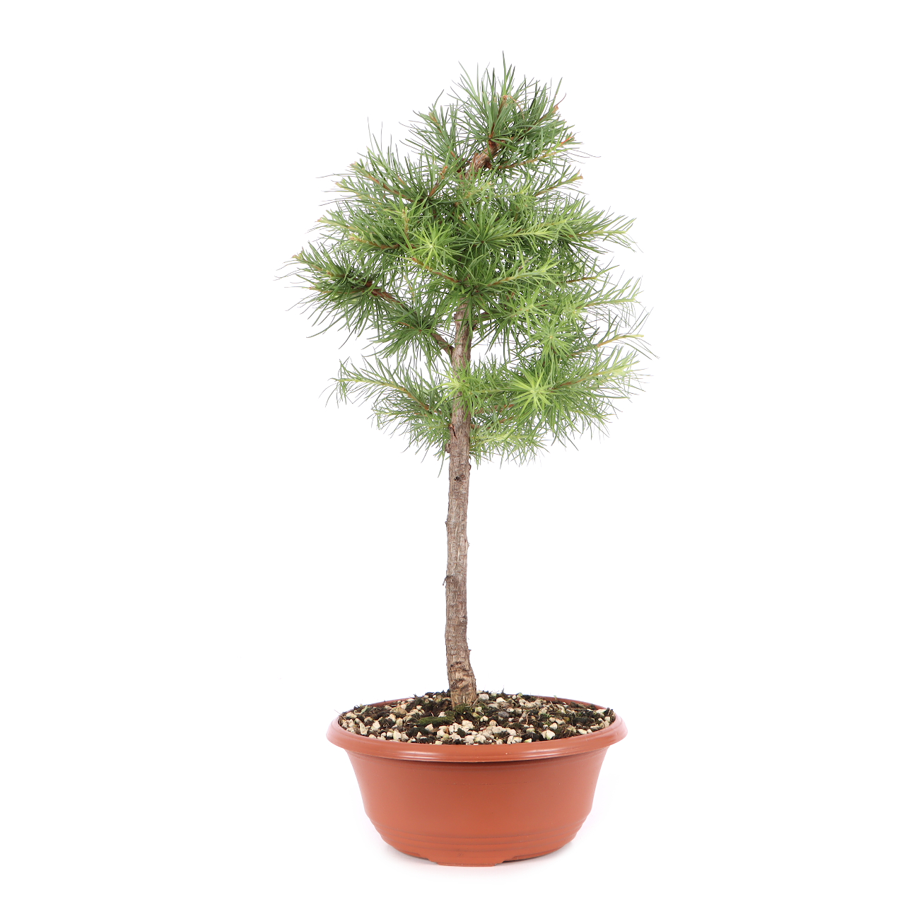 Larix kaempferi