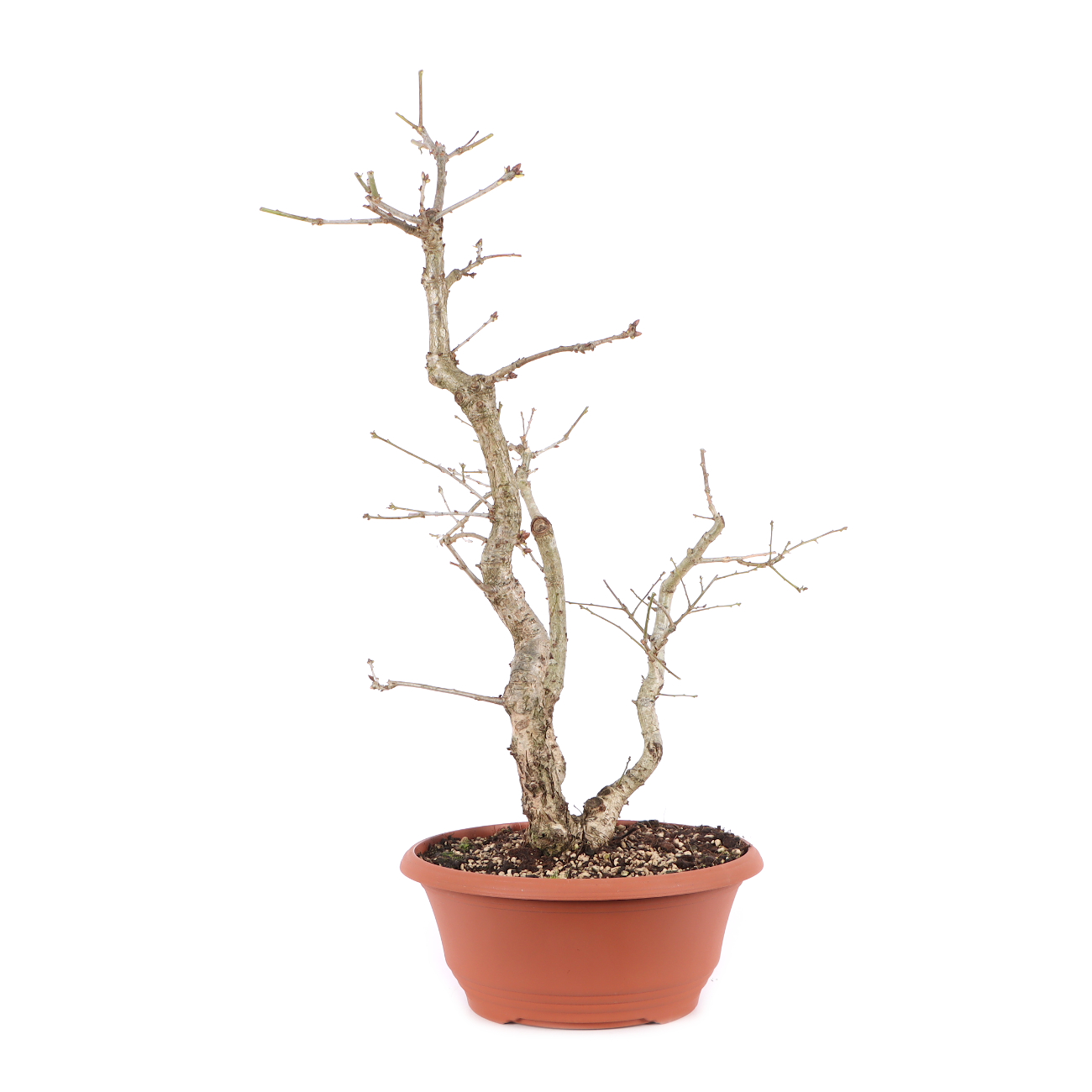 Quercus robur
