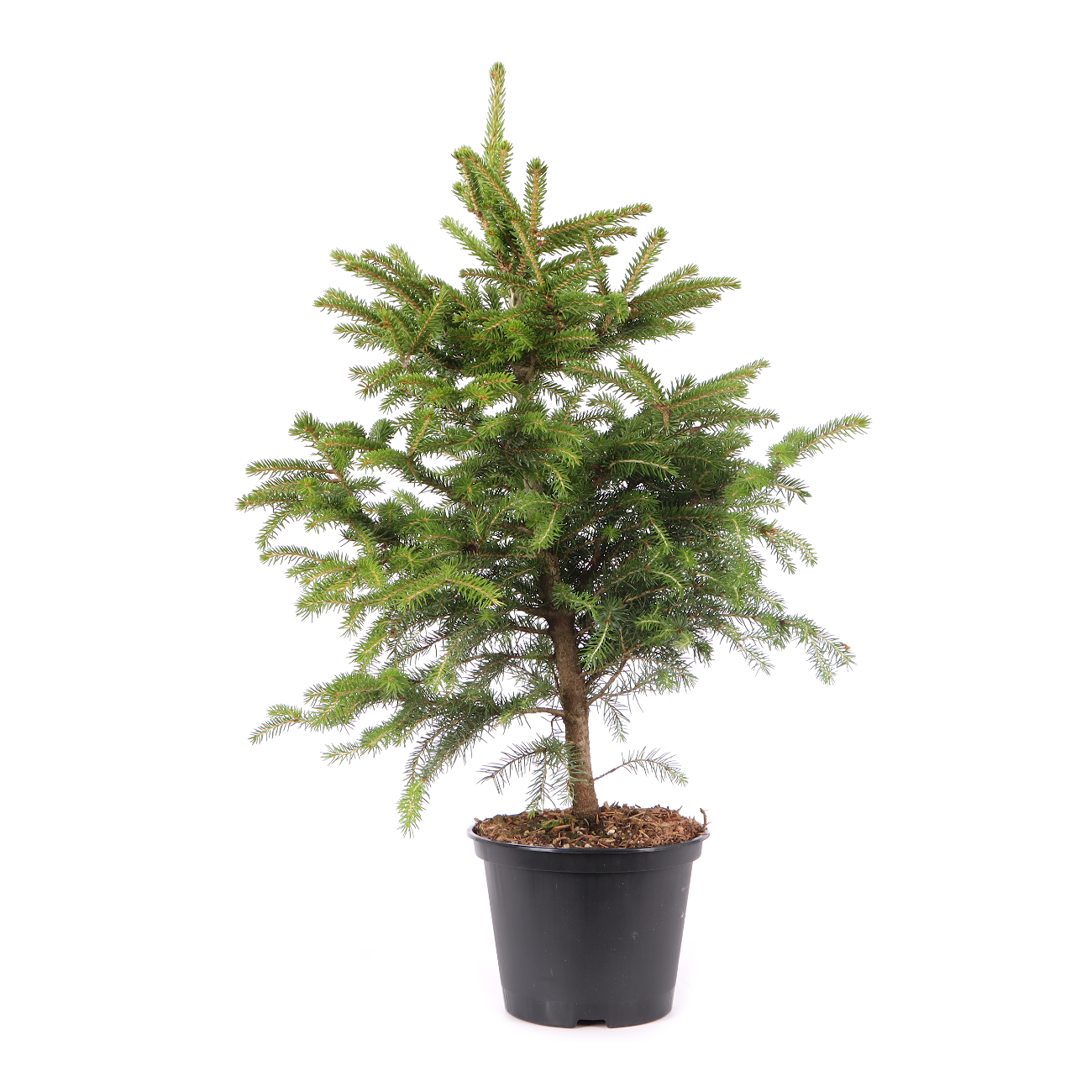 Picea orientalis