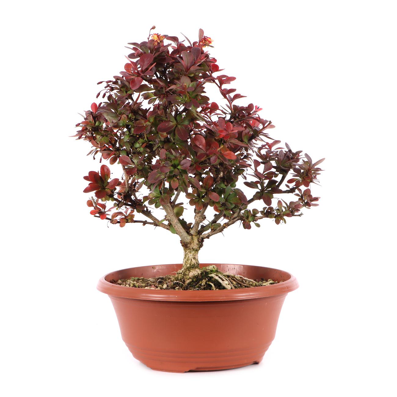 Berberis thunbergii 'Atropurpurea Nana'