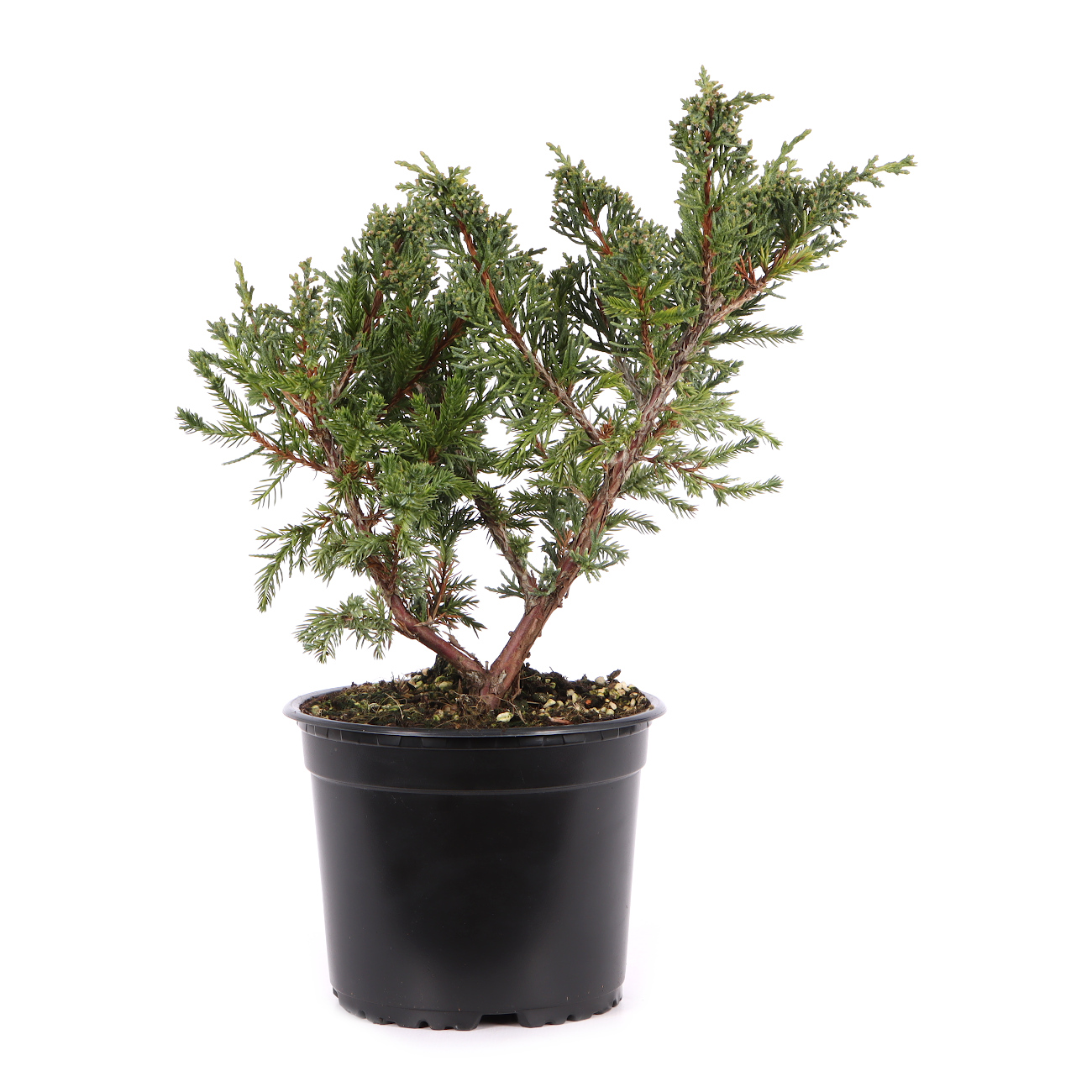 Juniperus chinensis ‘Blaauw‘