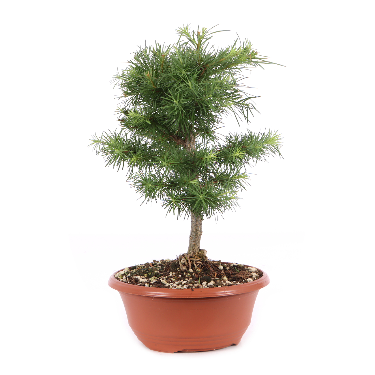 Larix kaempferi