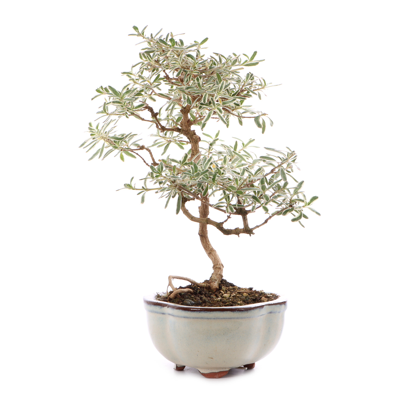 Coprosma x kirkii 'Variegata'