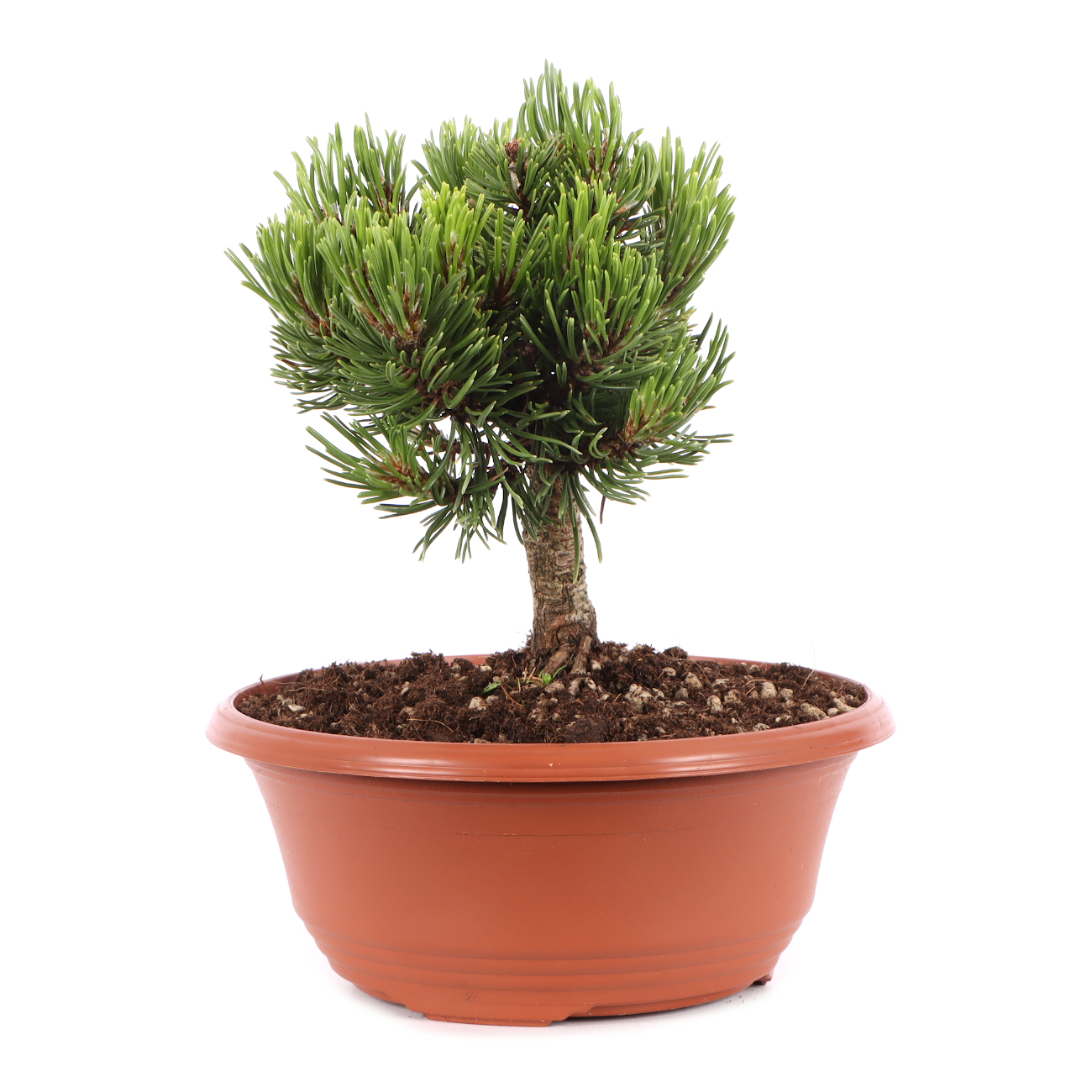 Pinus mugo 'Sherwood Compact'