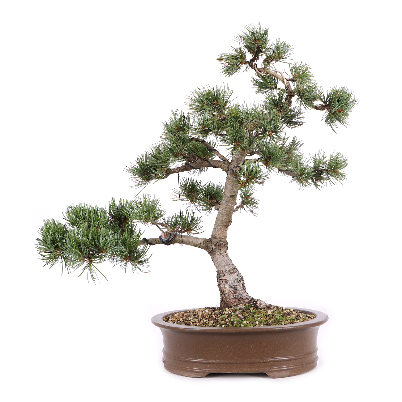 Pinus parviflora 'Glauca'