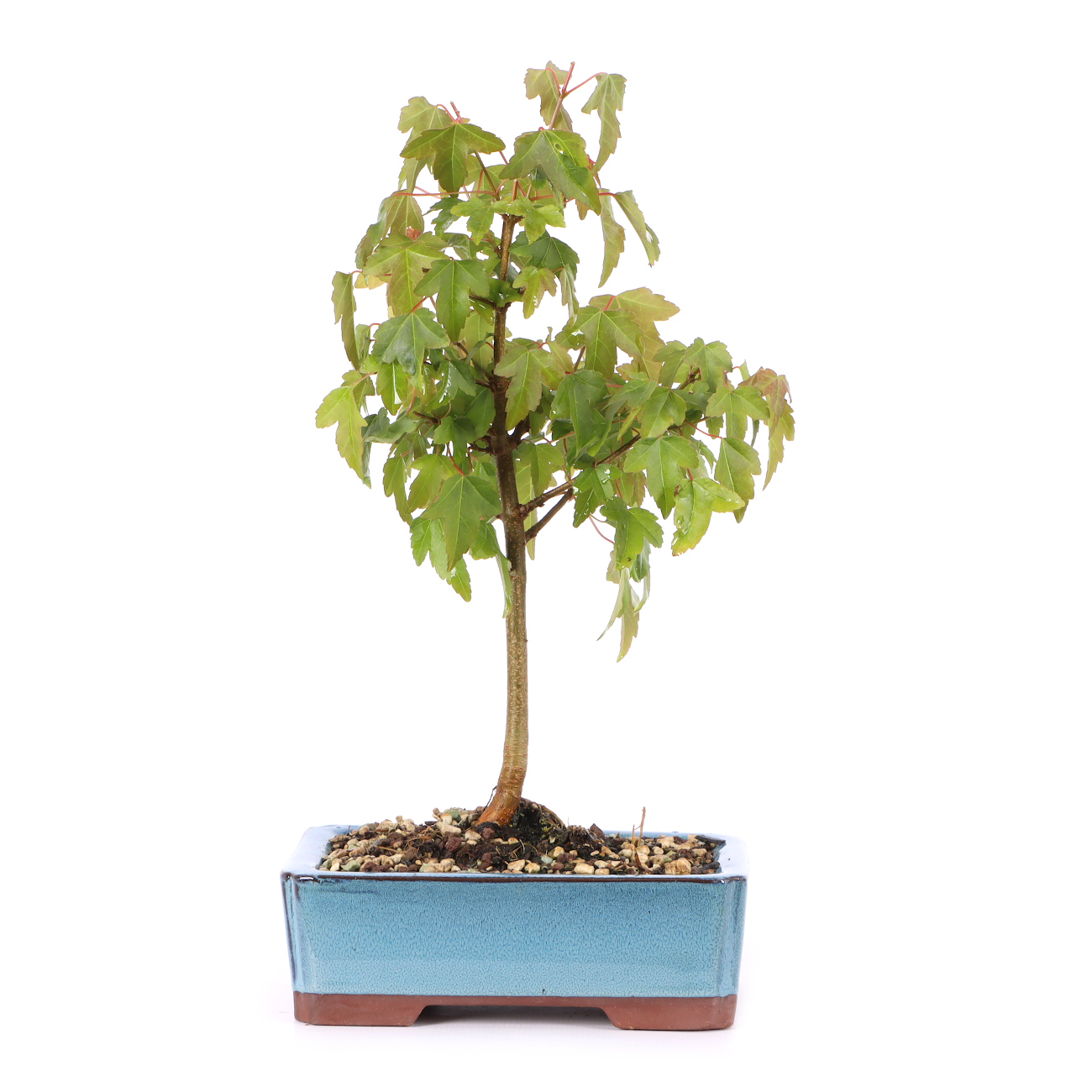 Acer buergerianum