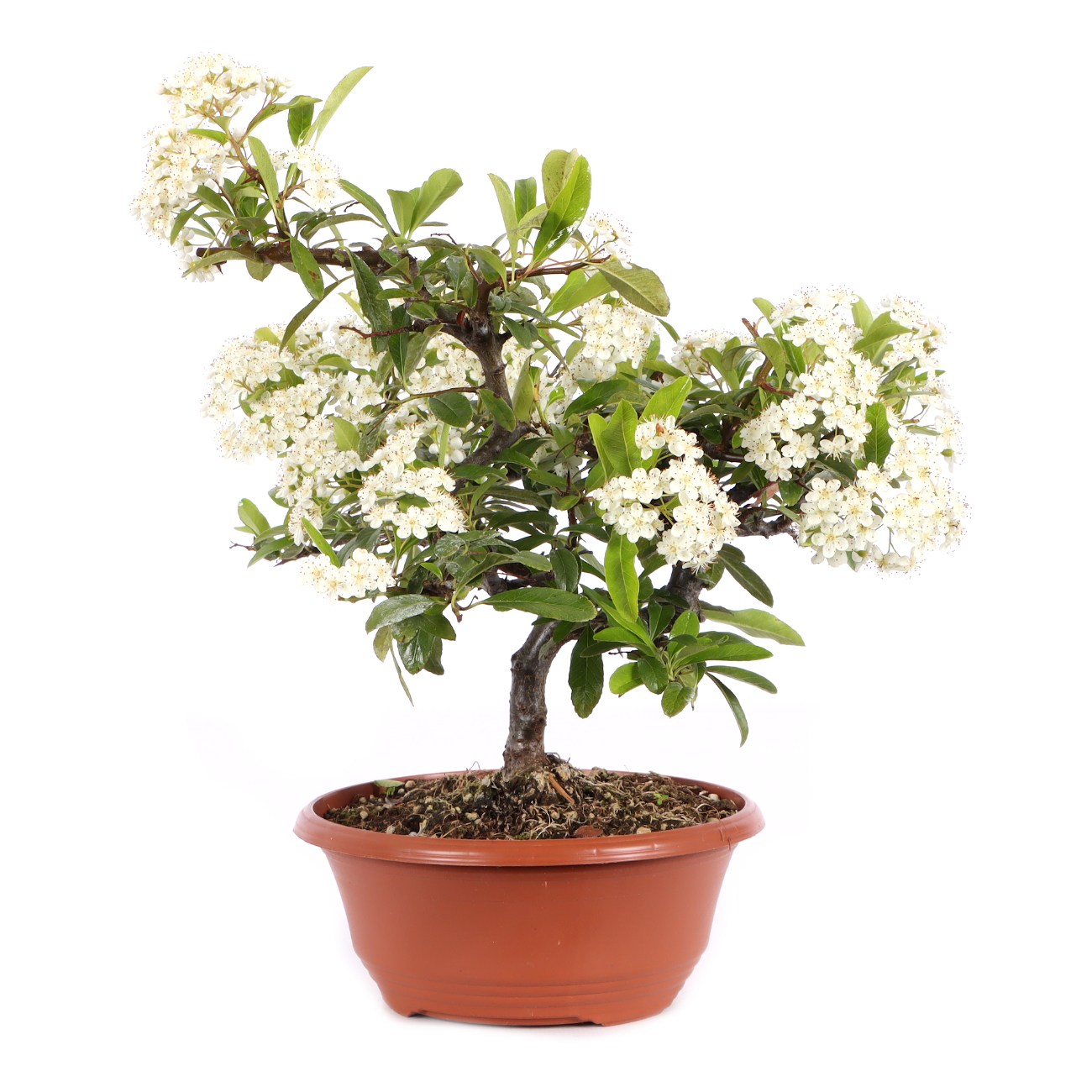 Pyracantha coccinea 'Orange Glow'