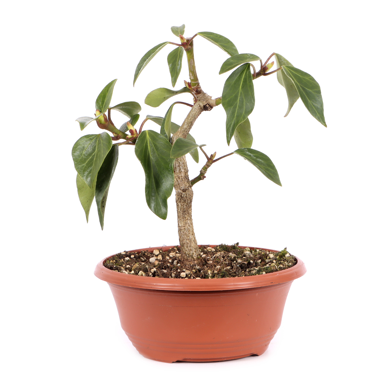 Hedera colchica 'Fall Favourite'