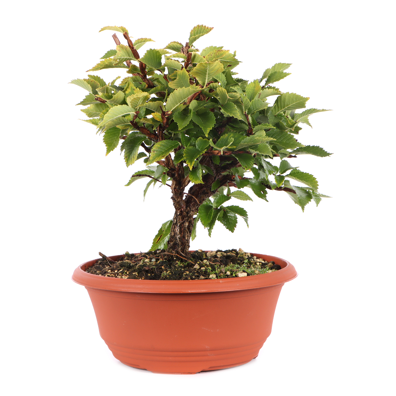 Ulmus minor var.