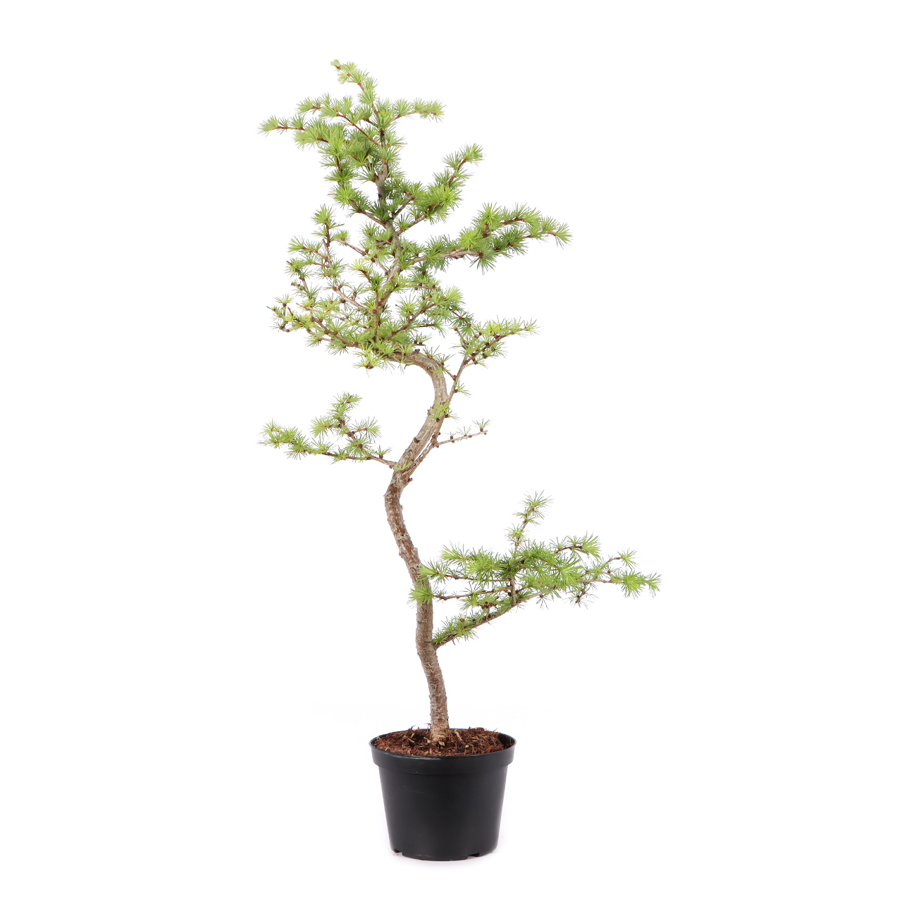 Larix kaempferi
