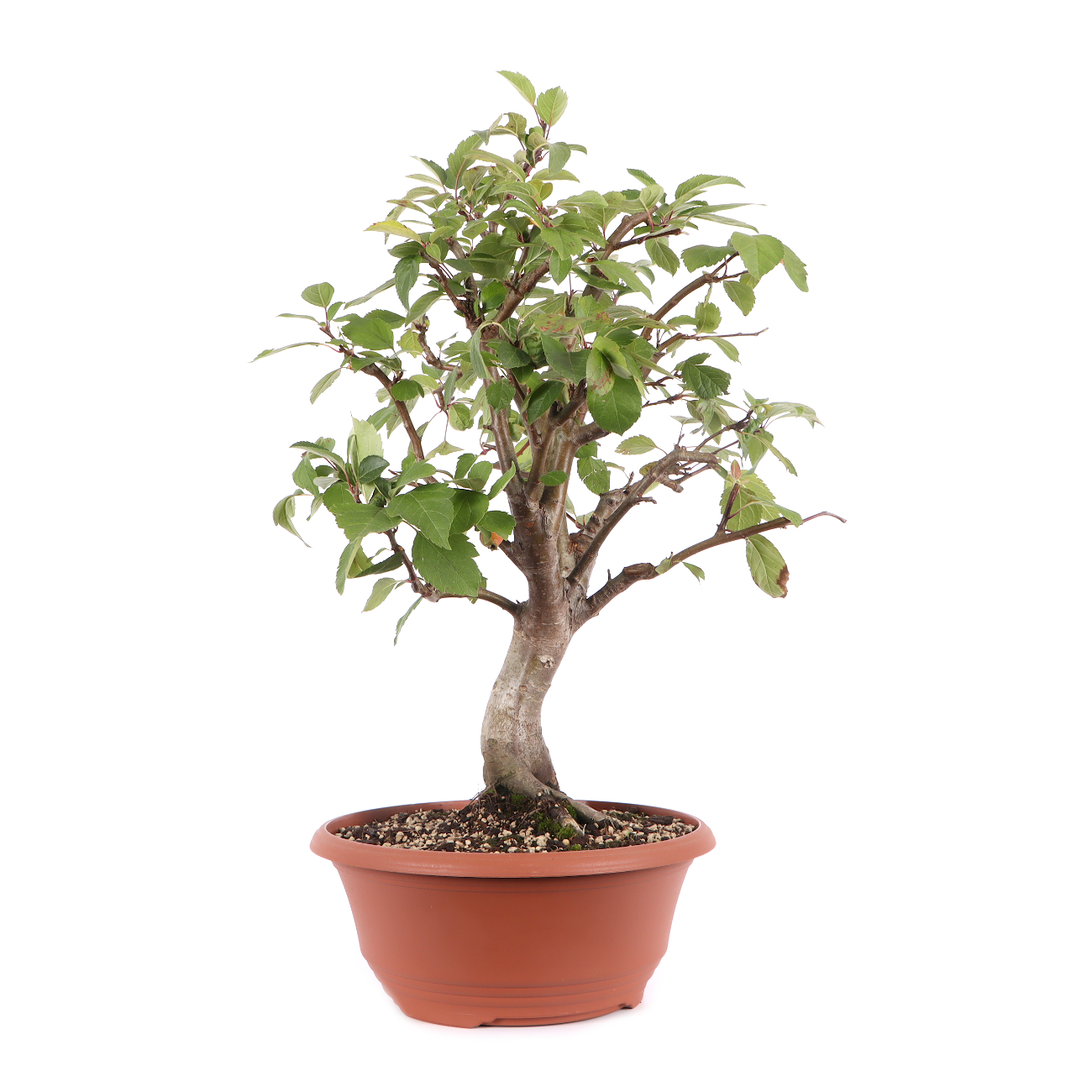 Malus spec.