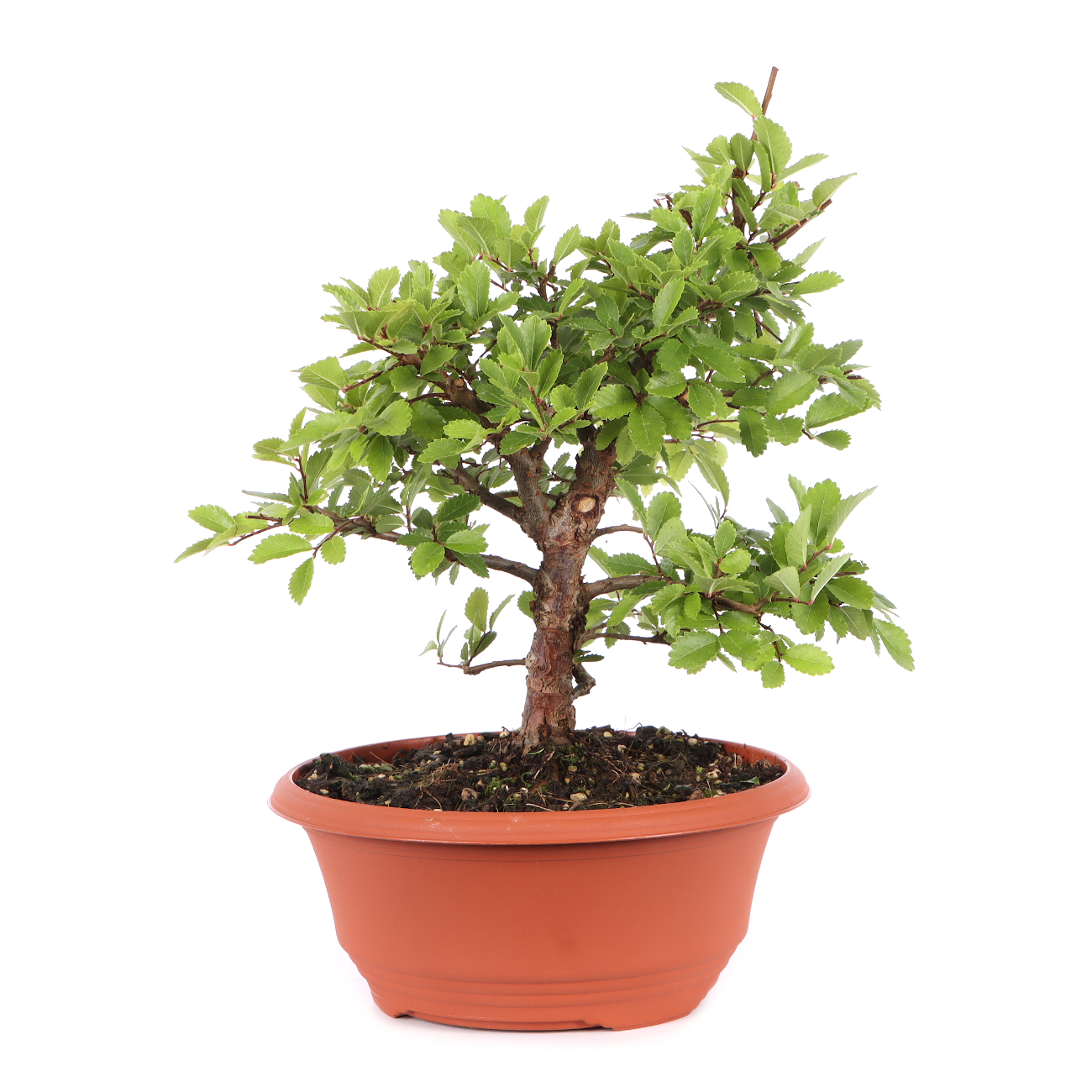 Ulmus japonica