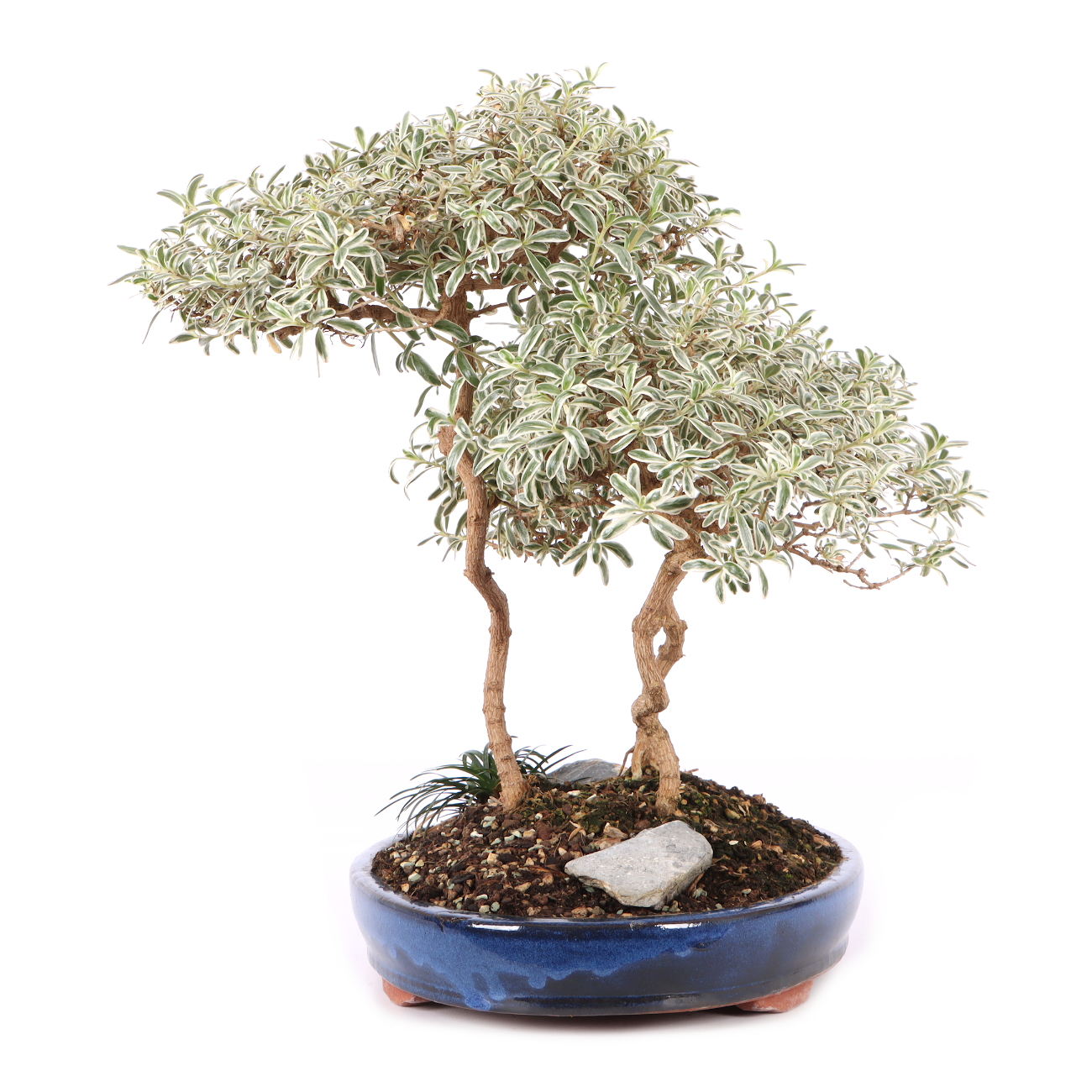 Coprosma x kirkii 'Variegata'