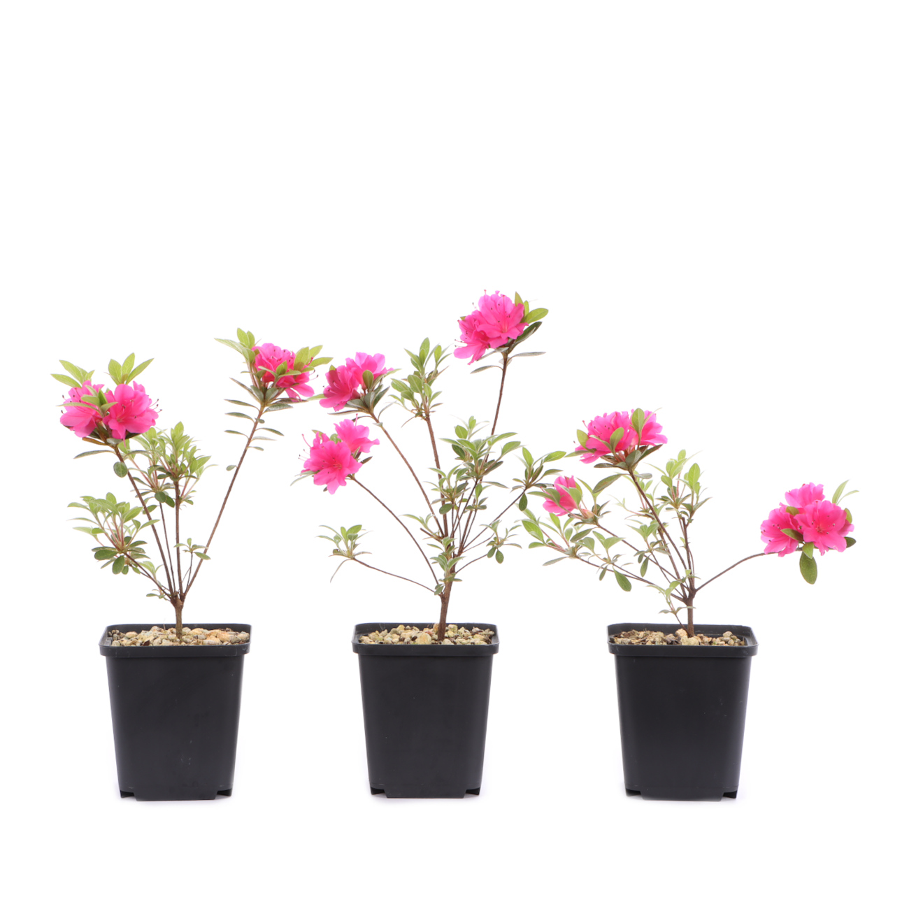 Rhododendron 'Fumiko'