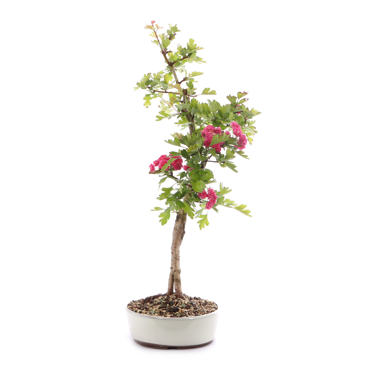 Crataegus laevigata 'Paul's Scarlet'