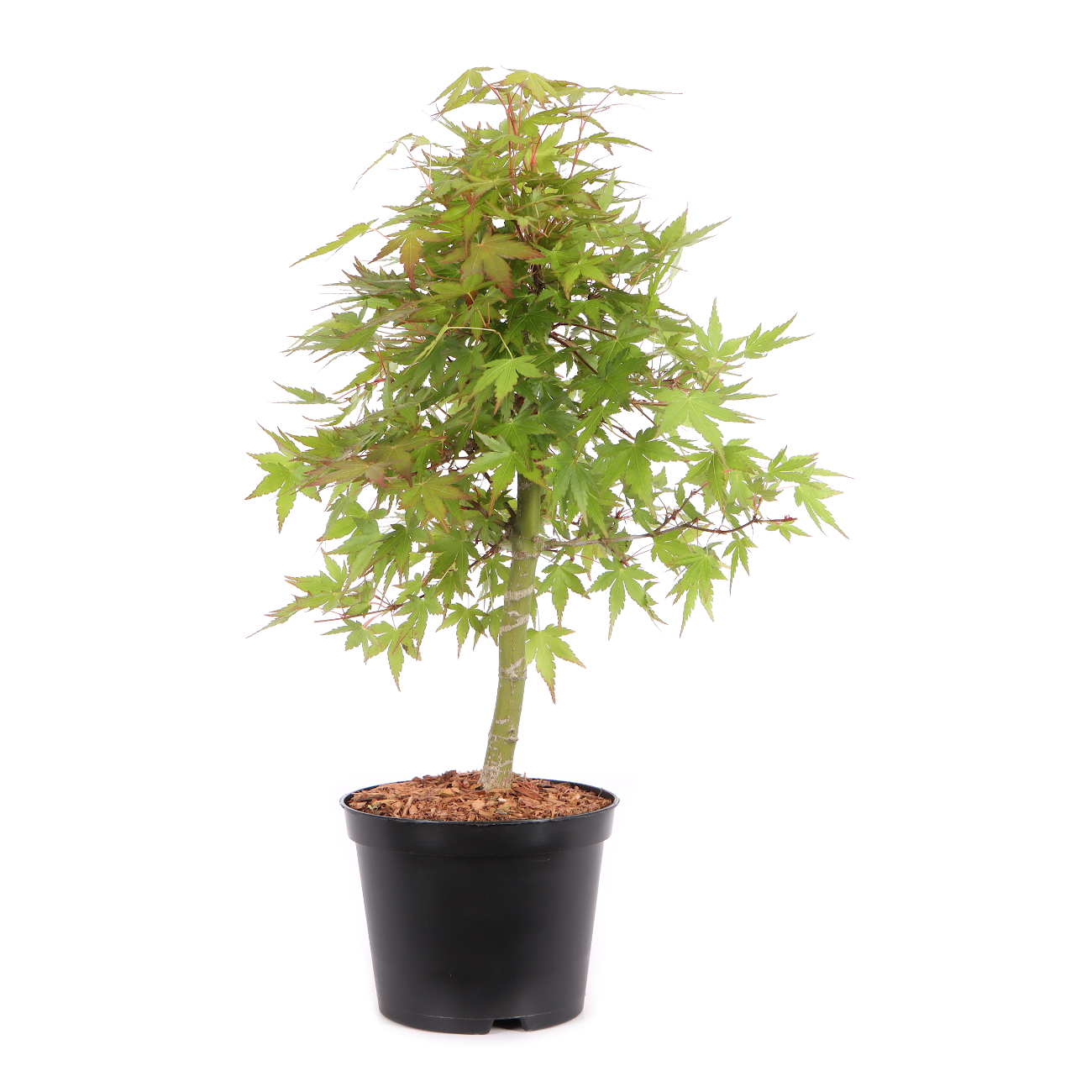 Acer palmatum